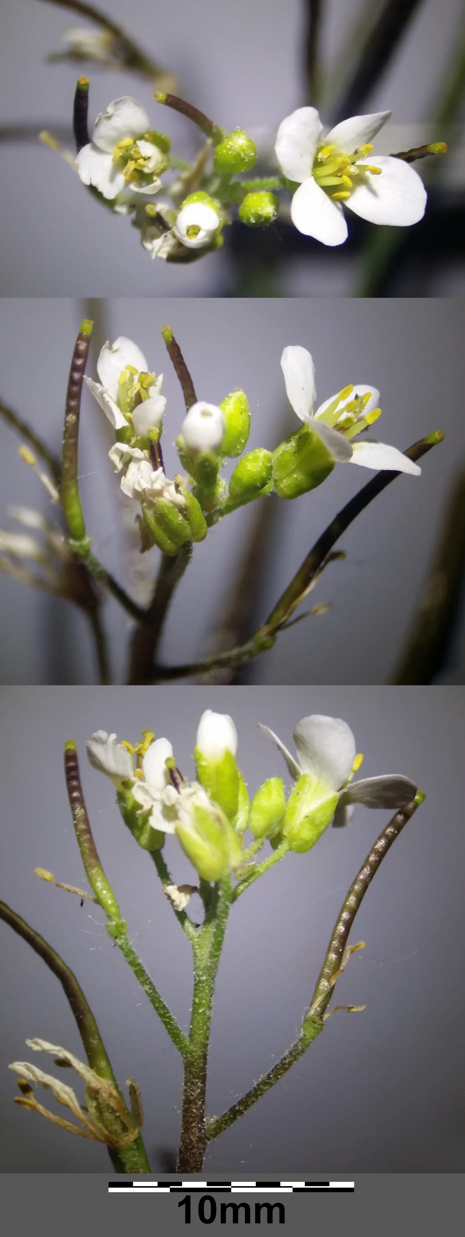 Alpine Rockcress (Arabis Caucasica) — When designing a garden landscape