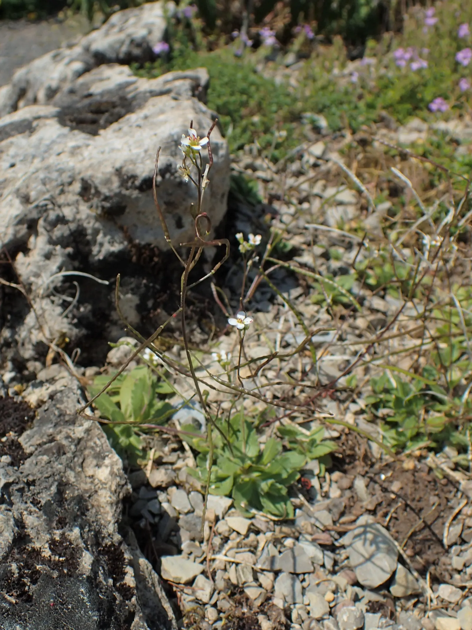 Alpine Rockcress (Arabis Caucasica) — white flowers in the garden