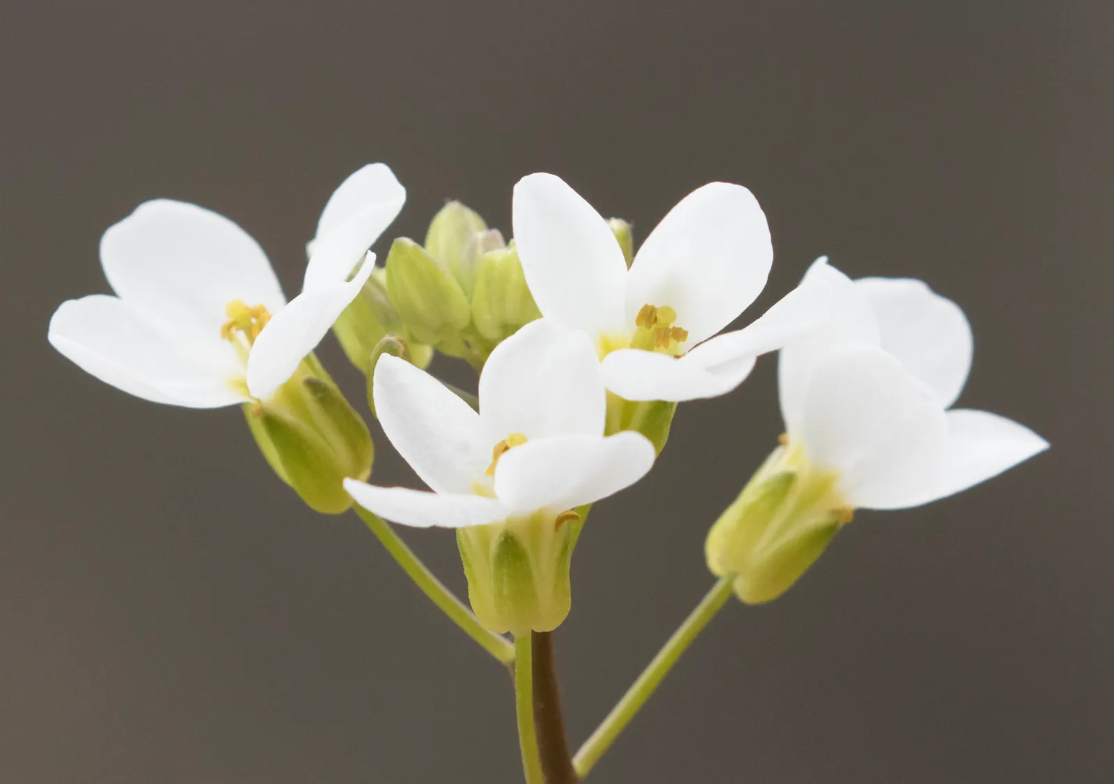Alpine Rockcress (Arabis Caucasica) — providing a year-round textural backdrop.<br><br>Come spring; herb / perennial for full or half