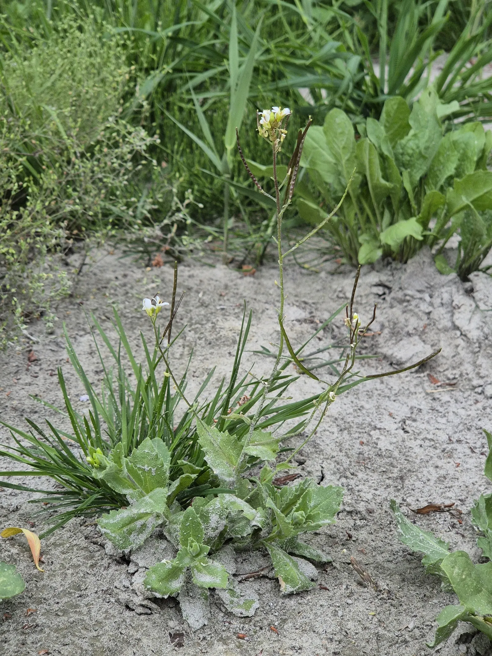 Alpine Rockcress (Arabis Caucasica) — Drought-tolerant once established and excellent for attracting pollinators; low mats up to 12 inches wide with deep green