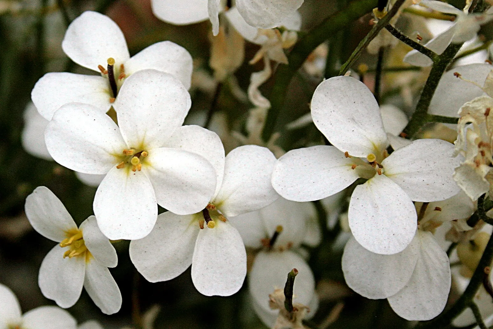 Alpine Rockcress (Arabis Caucasica) — typically reaching heights of merely 6 to 12 inches with a spread of up to 18 inches; the Alpine Rockcress (Arabis