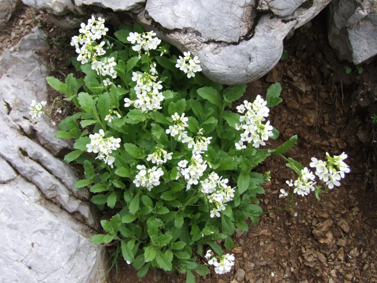 Alpine Rockcress (Arabis Caucasica) — herb / perennial for full or half; providing a versatile and appealing addition to your client's garden, image 66