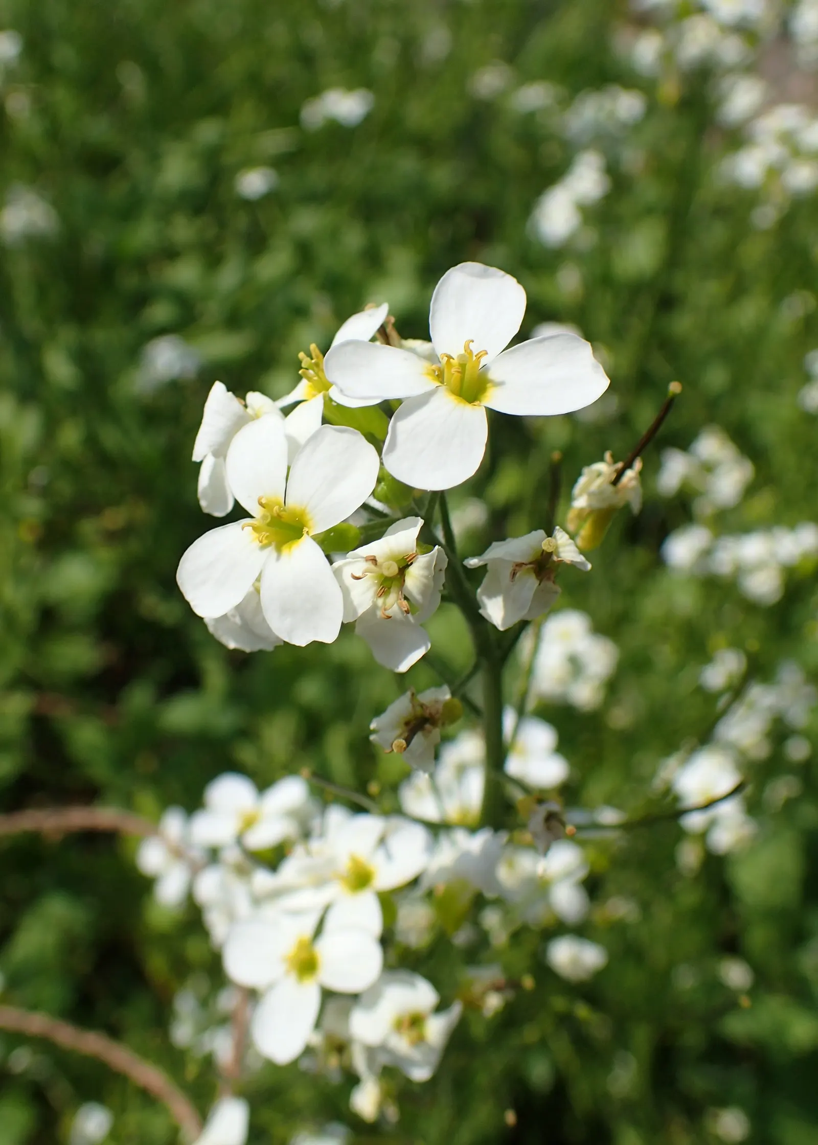 Alpine Rockcress (Arabis Caucasica) — The blossoms range in color from pristine white to soft pink and emit a subtle, sweet fragrance; drought-tolerant once