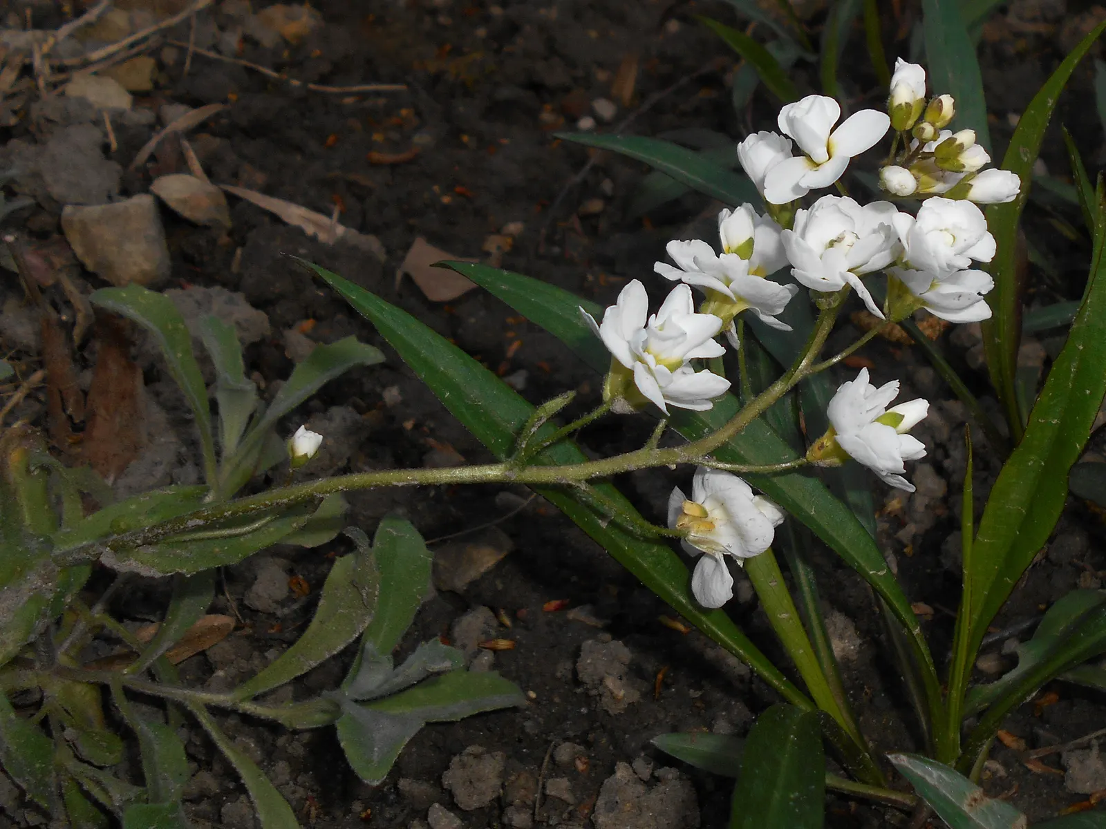 Alpine Rockcress (Arabis Caucasica) — withstanding temperatures down to -30&deg;F
