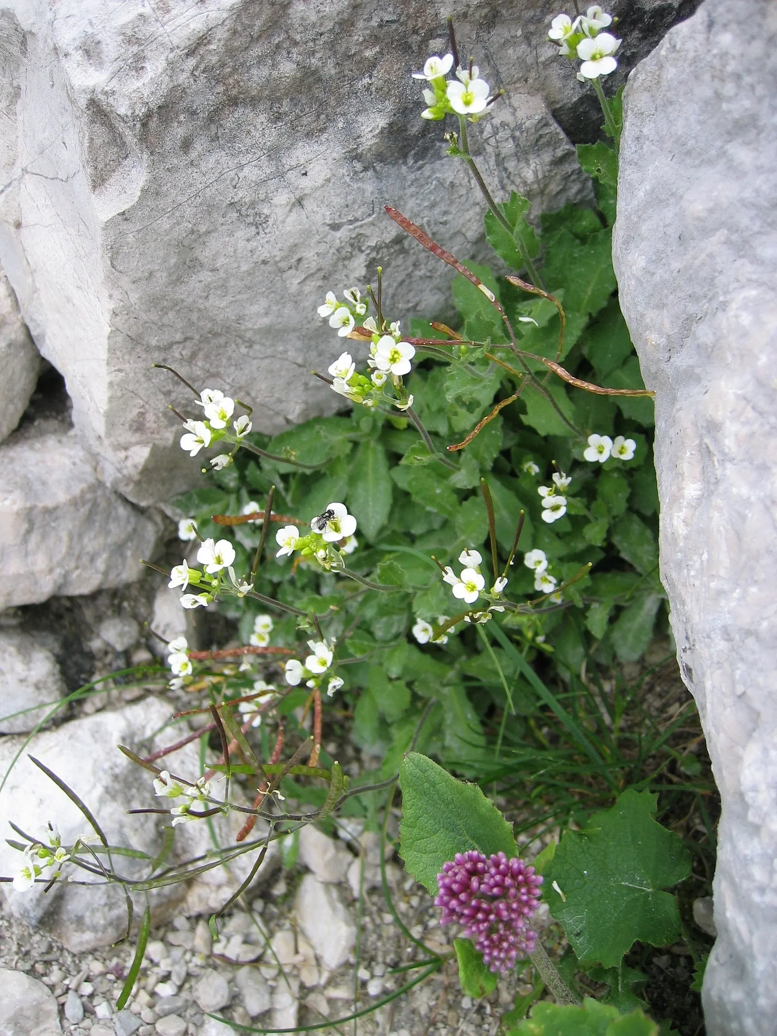 Alpine Rockcress (Arabis Caucasica) — herb / perennial with white blooms; the foliage of the Alpine Rockcress is a dense rosette of lance-shaped