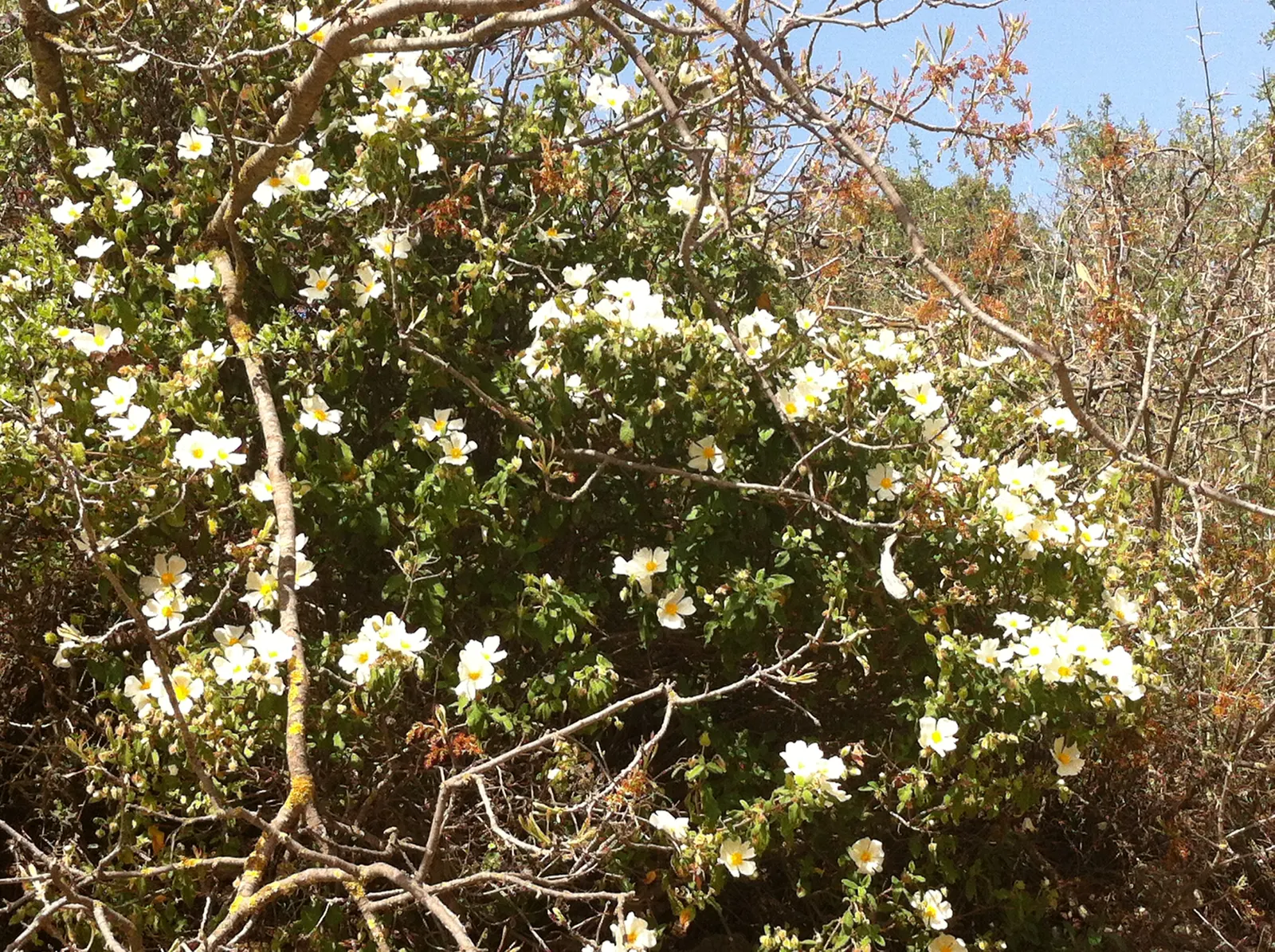 Alpine Rockcress (Arabis Caucasica) — adding a delicate charm to rock gardens or border fronts; this attractive ground cover features a low-growing, image 71