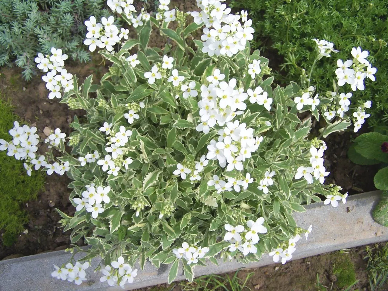 Alpine Rockcress (Arabis Caucasica) — herb / perennial for full or half; providing a versatile and appealing addition to your client's garden, image 88