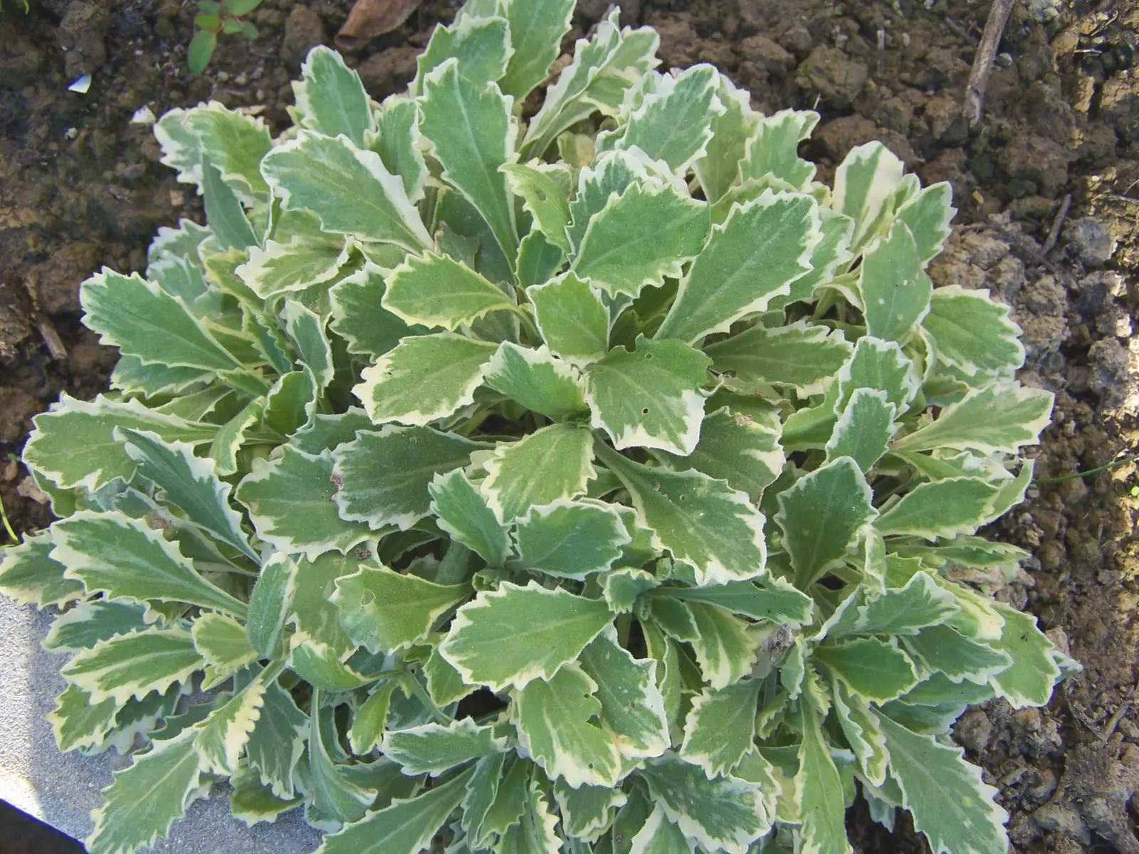 Alpine Rockcress (Arabis Caucasica) — four-petaled flowers that rise about 6 to 8 inches tall; it boasts masses of white, image 70