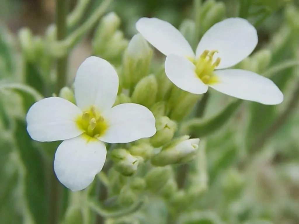 Alpine Rockcress (Arabis Caucasica) — it boasts masses of white; its mat-forming habit makes it ideal for edging paths, image 69