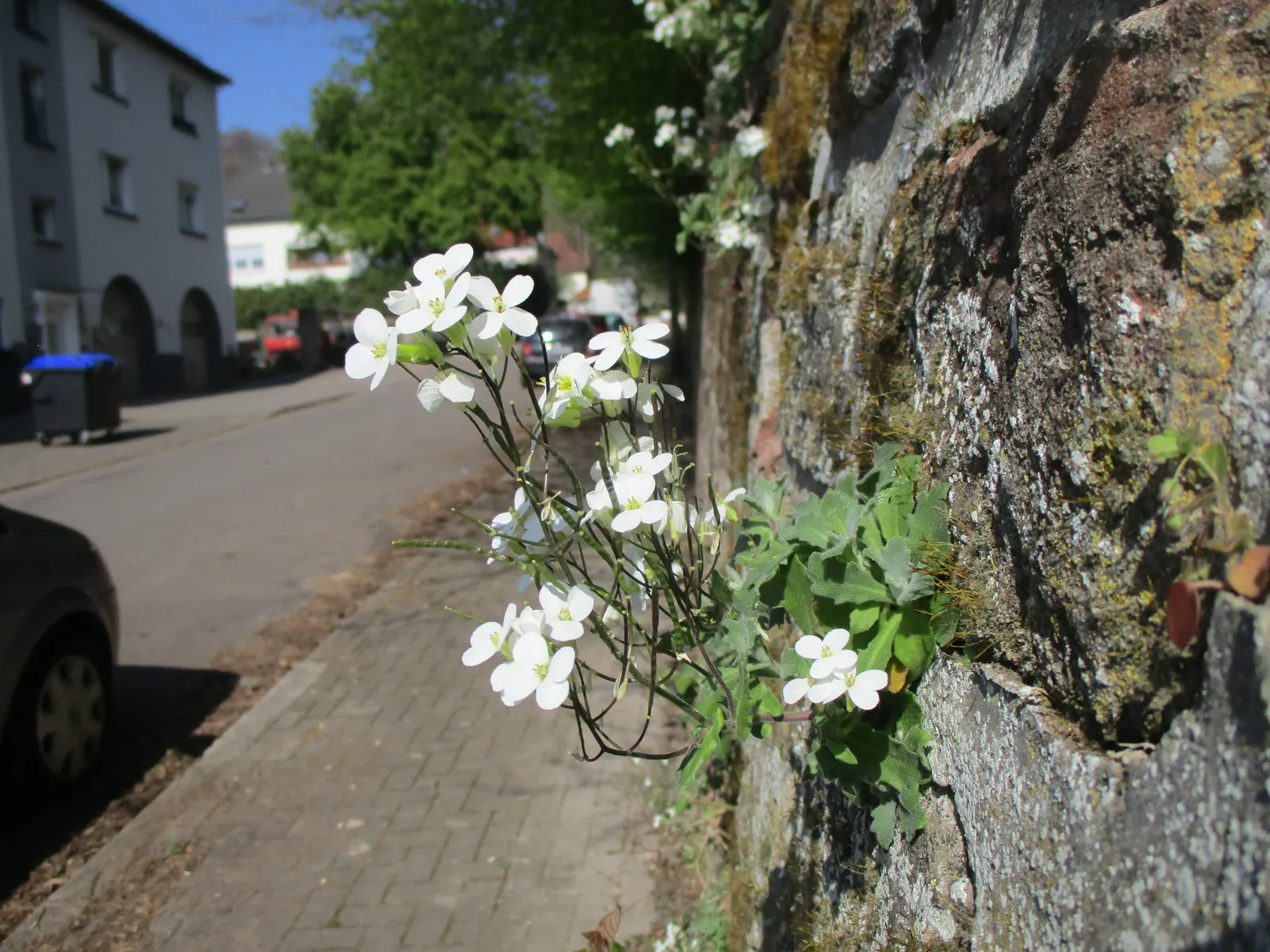 Alpine Rockcress (Arabis Caucasica) — herb / perennial for full or half; providing a versatile and appealing addition to your client's garden