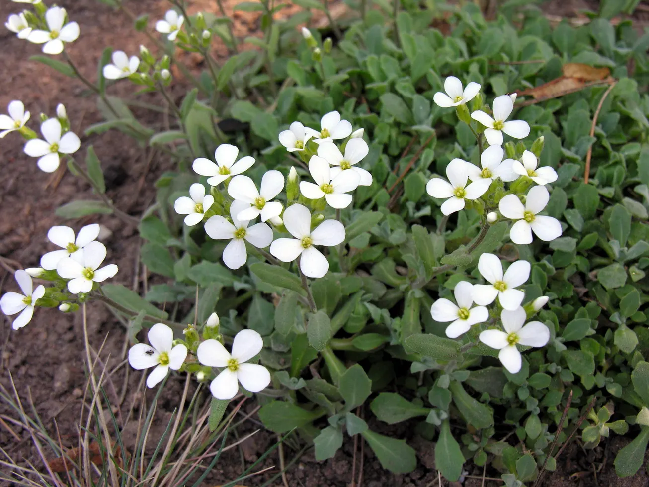 Alpine Rockcress (Arabis Caucasica) — providing a year-round textural backdrop.<br><br>Come spring; herb / perennial for full or half, image 101