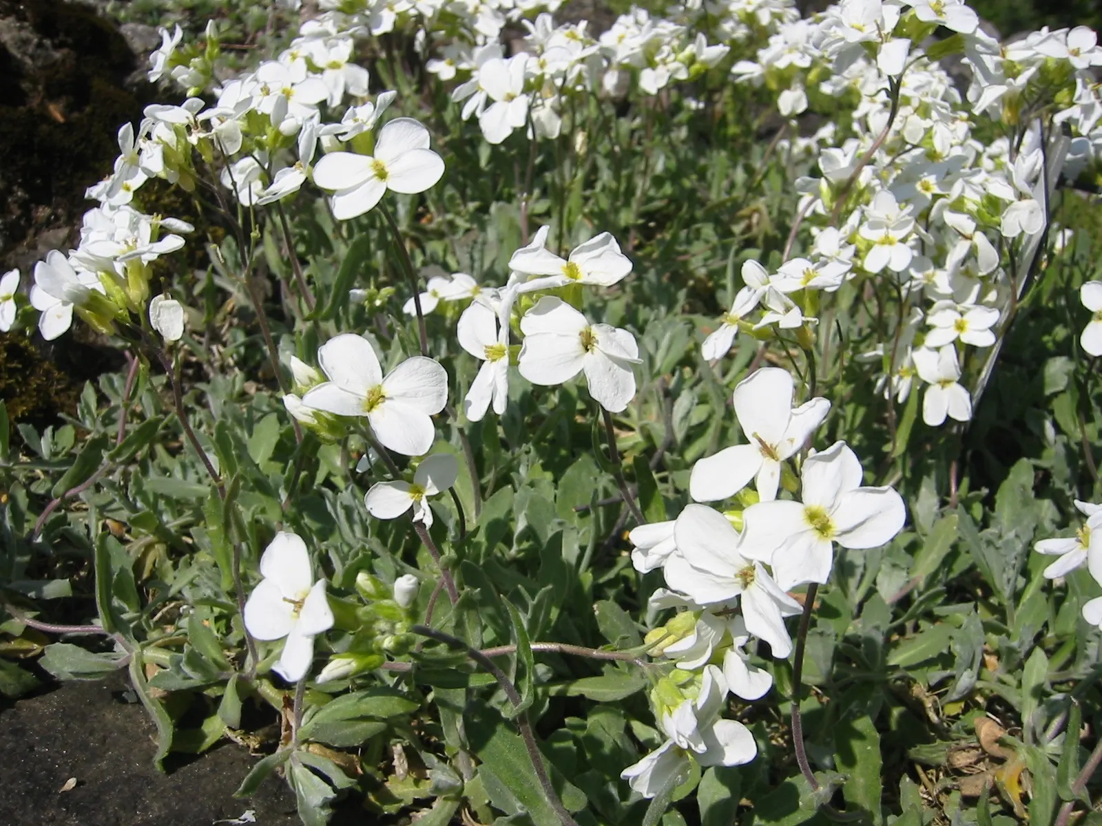 Alpine Rockcress (Arabis Caucasica) — providing a versatile and appealing addition to your client's garden; white flowers in the garden, image 107