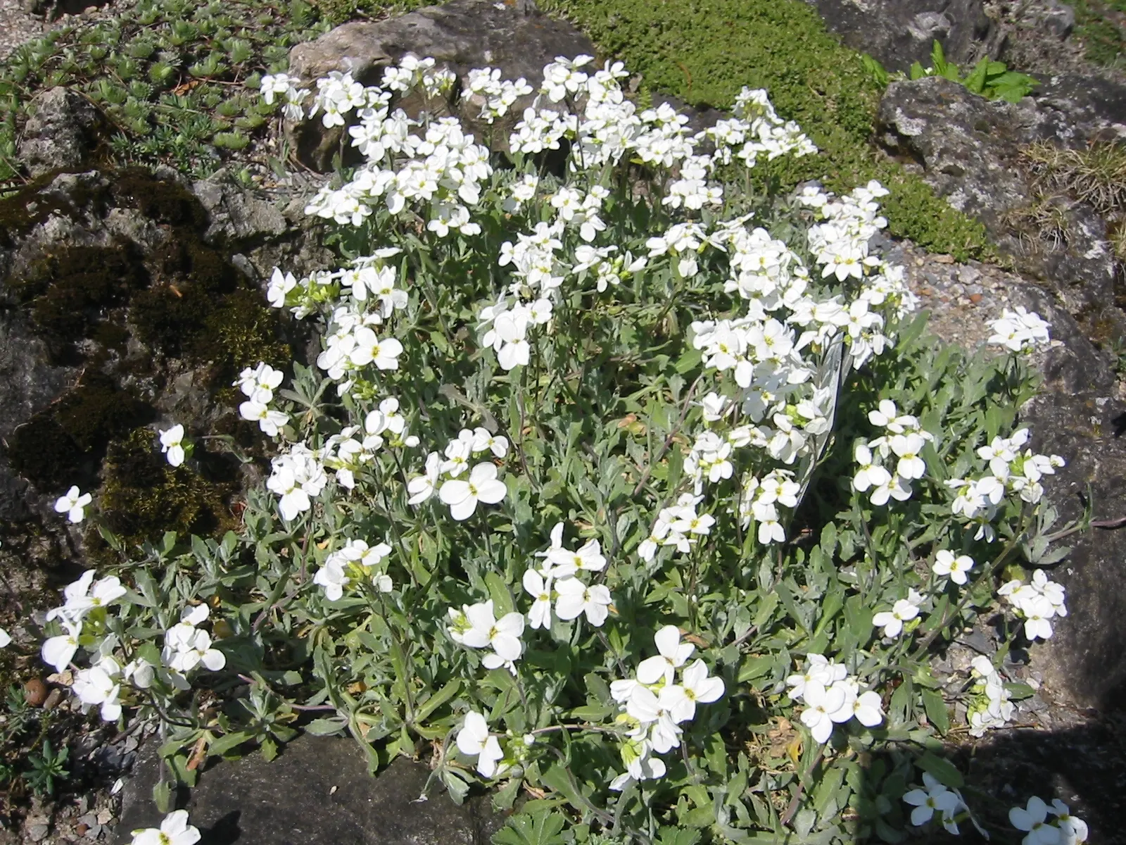 Alpine Rockcress (Arabis Caucasica) — four-petaled flowers that rise about 6 to 8 inches tall; it boasts masses of white, image 92
