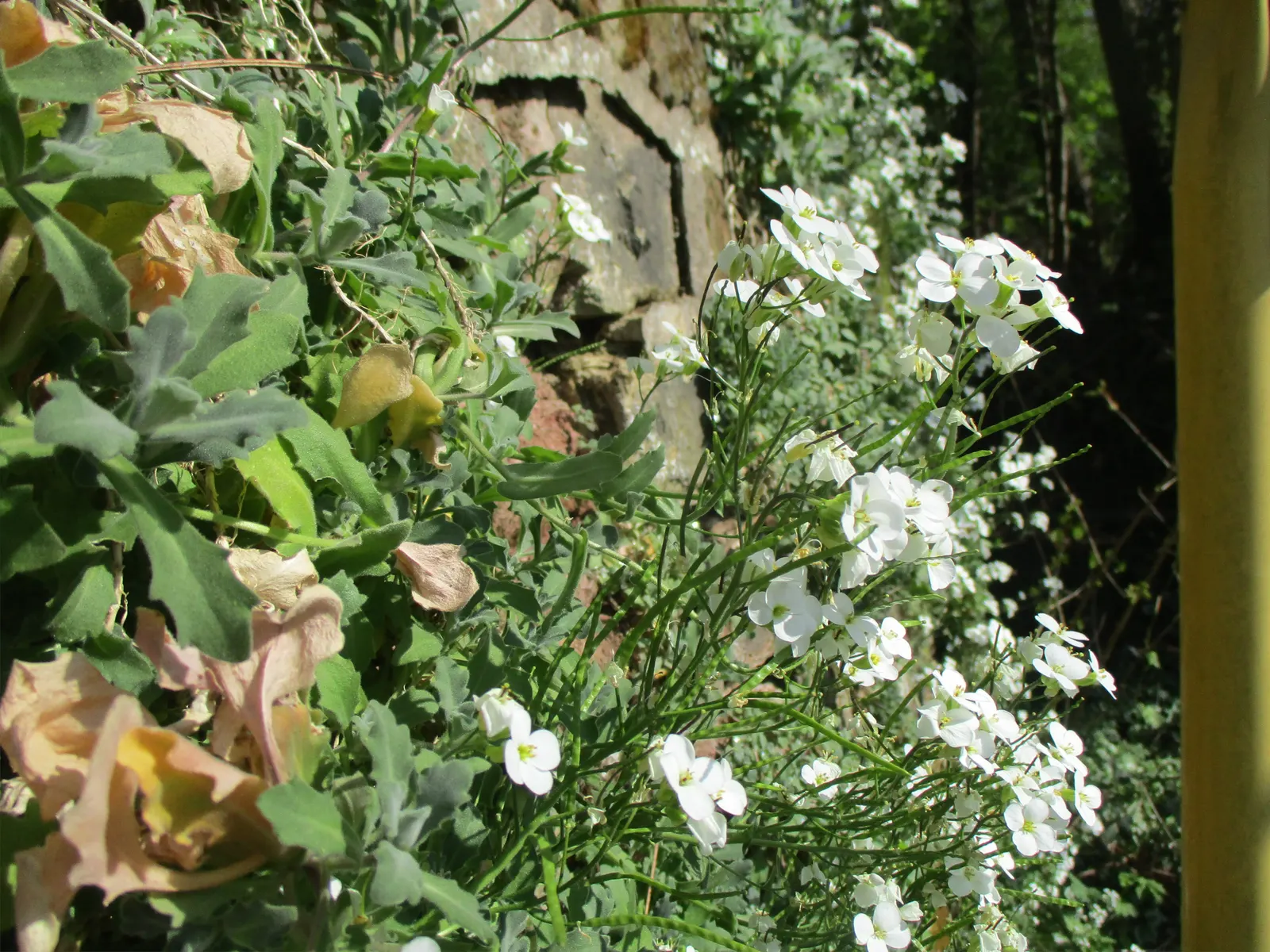Alpine Rockcress (Arabis Caucasica) — Drought-tolerant once established and excellent for attracting pollinators; low mats up to 12 inches wide, image 51