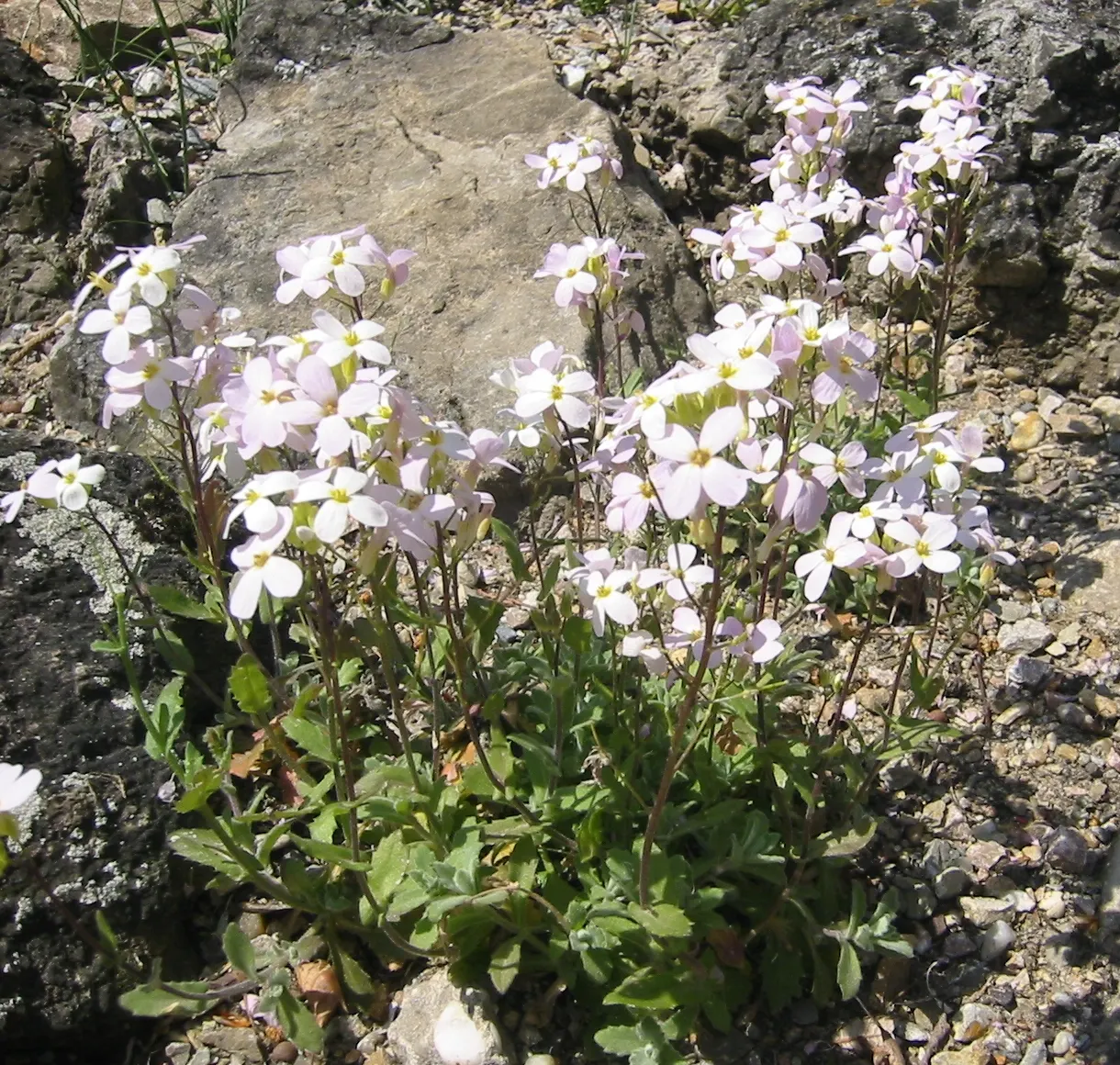 Alpine Rockcress (Arabis Caucasica) — withstanding temperatures down to -30&deg;F; the blossoms range in color from pristine white to soft pink and, image 103