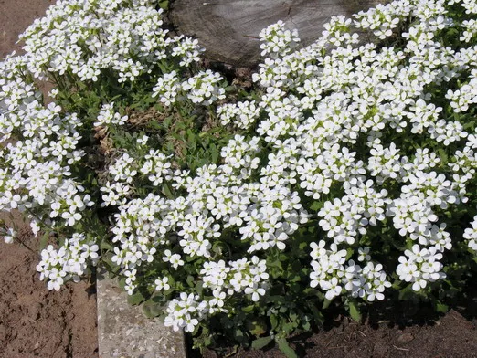 Alpine Rockcress (Arabis Caucasica) — providing a versatile and appealing addition to your client's garden
