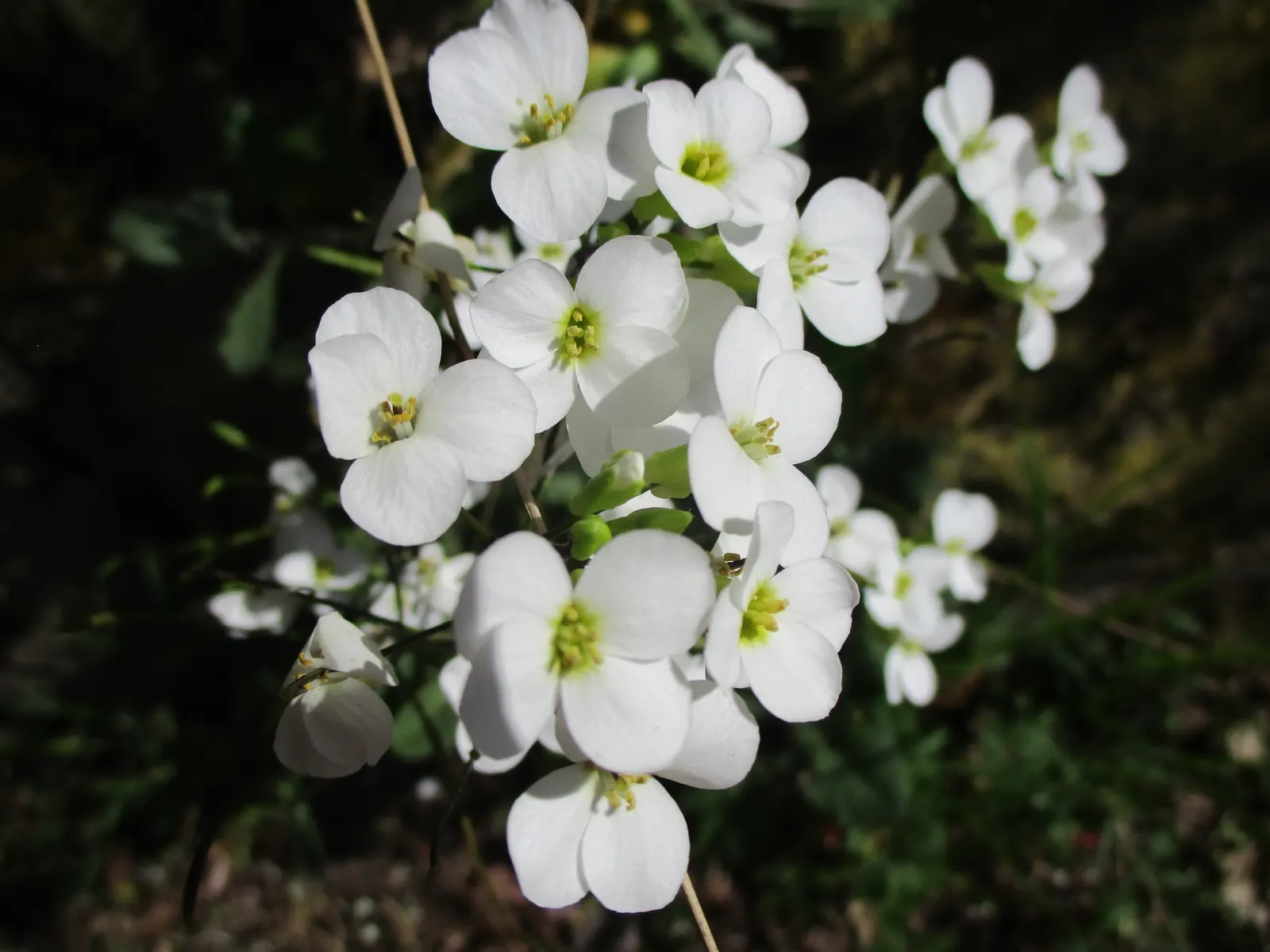 Alpine Rockcress (Arabis Caucasica) — The blossoms range in color from pristine white to soft pink and emit a subtle, sweet fragrance, image 58