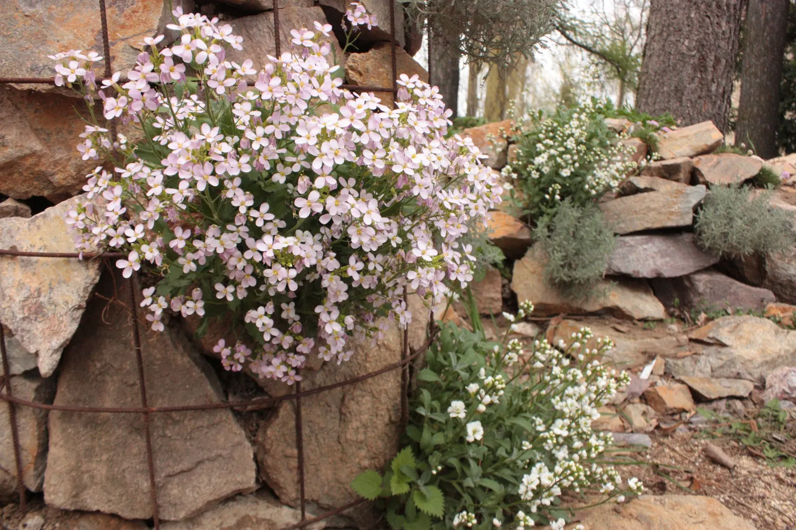 Alpine Rockcress (Arabis Caucasica) — it boasts masses of white