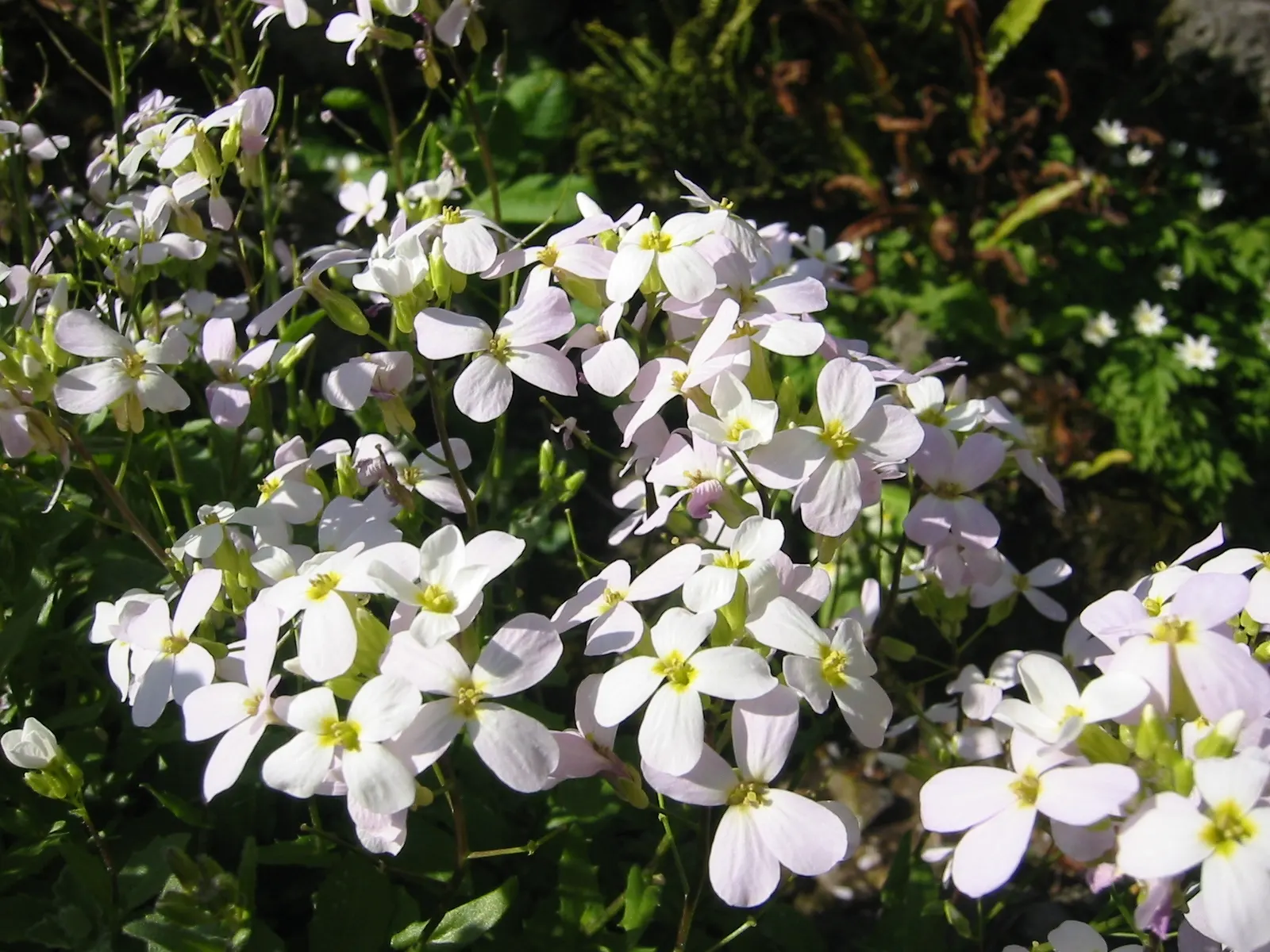 Alpine Rockcress (Arabis Caucasica) — The Alpine Rockcress (Arabis caucasica) is a hardy perennial that adds a delicate charm to any garden setting, image 96