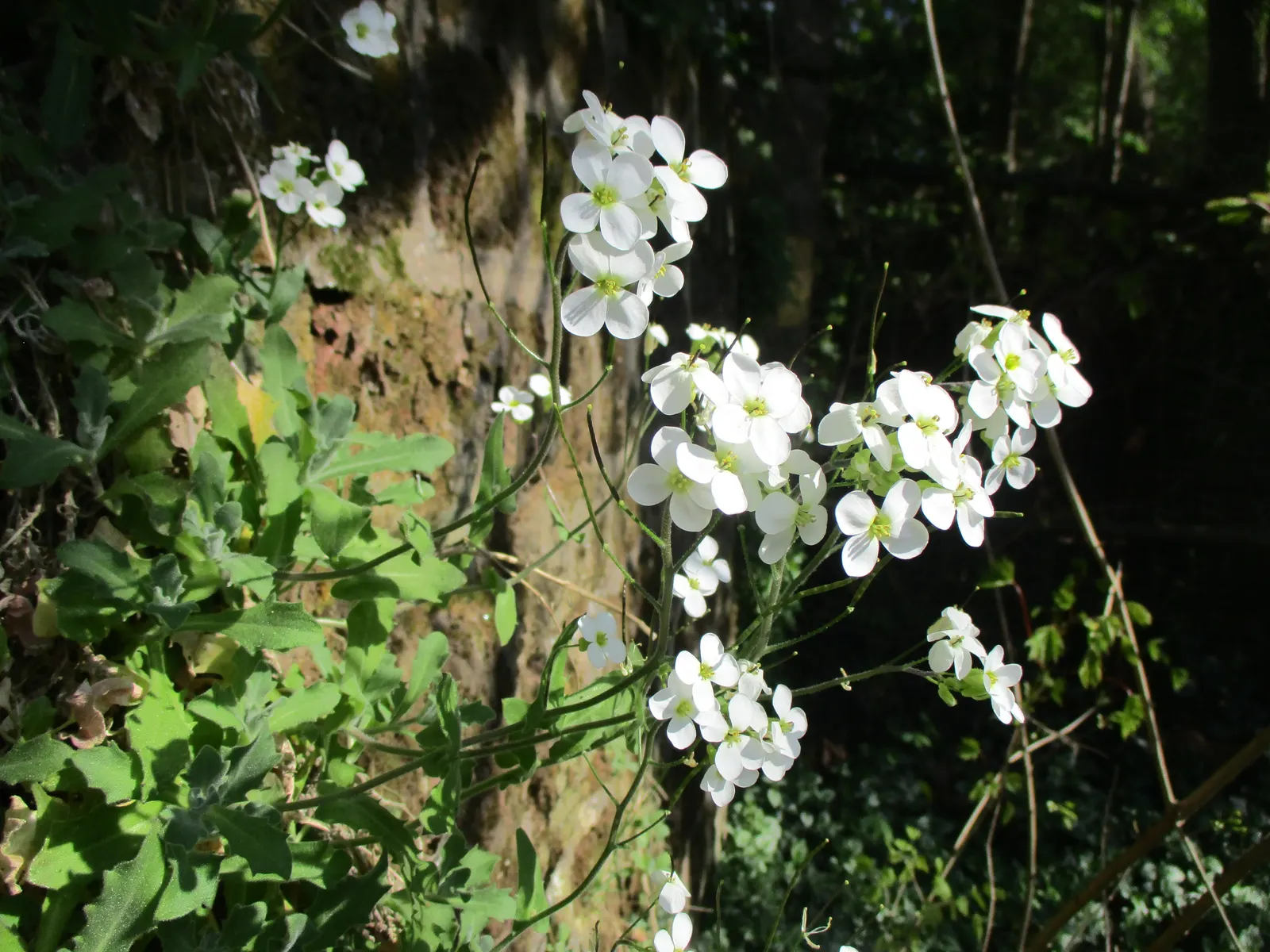 Alpine Rockcress (Arabis Caucasica) — When designing a garden landscape; prefers well-drained soil and full sun to partial shade