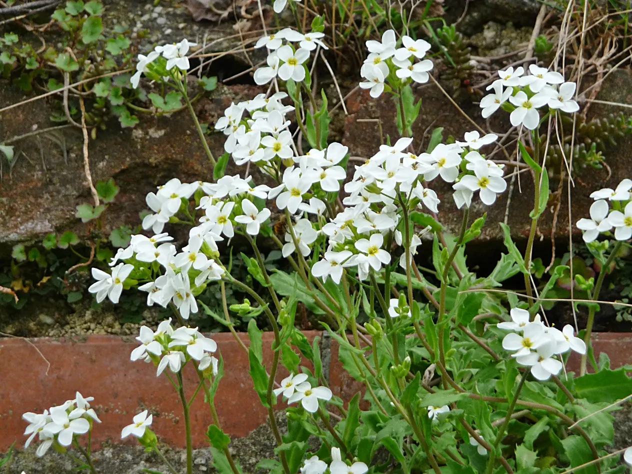 Alpine Rockcress (Arabis Caucasica) — four-petaled flowers that rise about 6 to 8 inches tall; it boasts masses of white