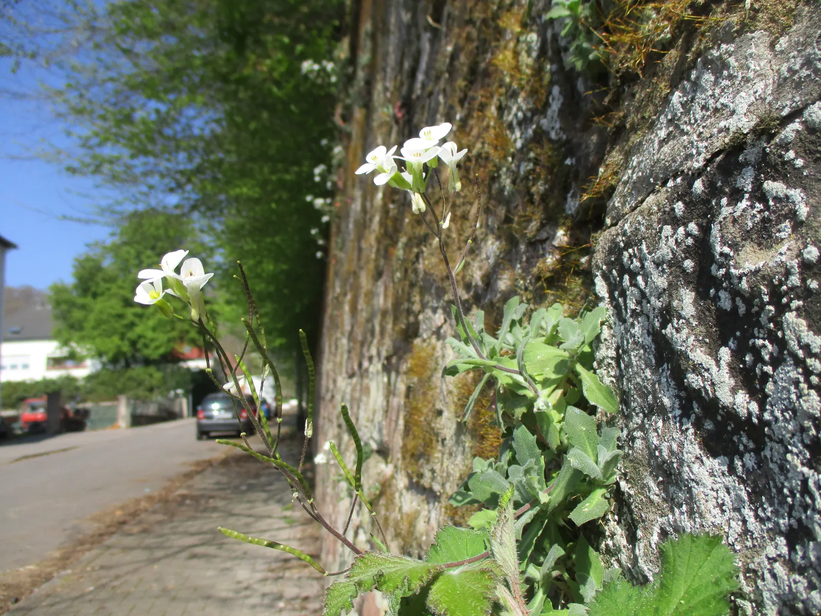 Alpine Rockcress (Arabis Caucasica) — The Alpine Rockcress (Arabis caucasica) is a hardy perennial that adds a delicate charm to any garden setting, image 30
