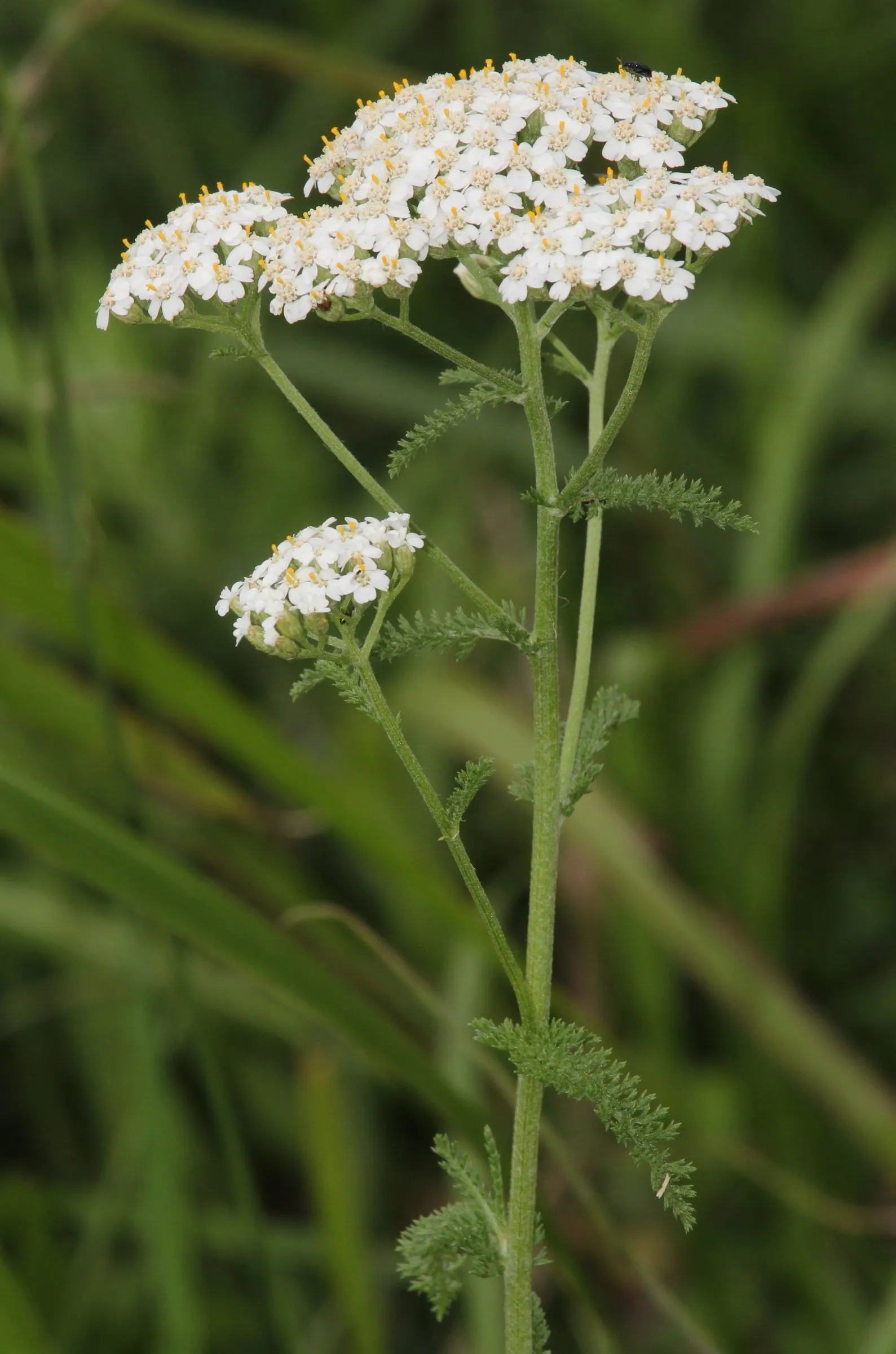 Yarrow (Achillea X Taygetea) — which enables it to produce the richest bloom colors; thrives in full sun and well-drained soil; drought-tolerant, image 69