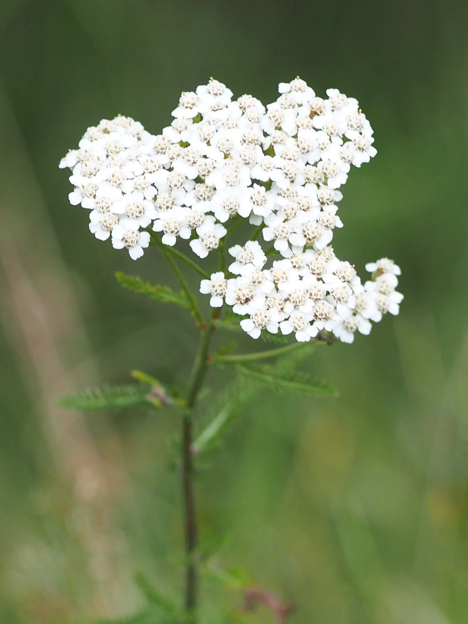 Yarrow (Achillea X Taygetea) — introducing a lively splash of color throughout their flowering time