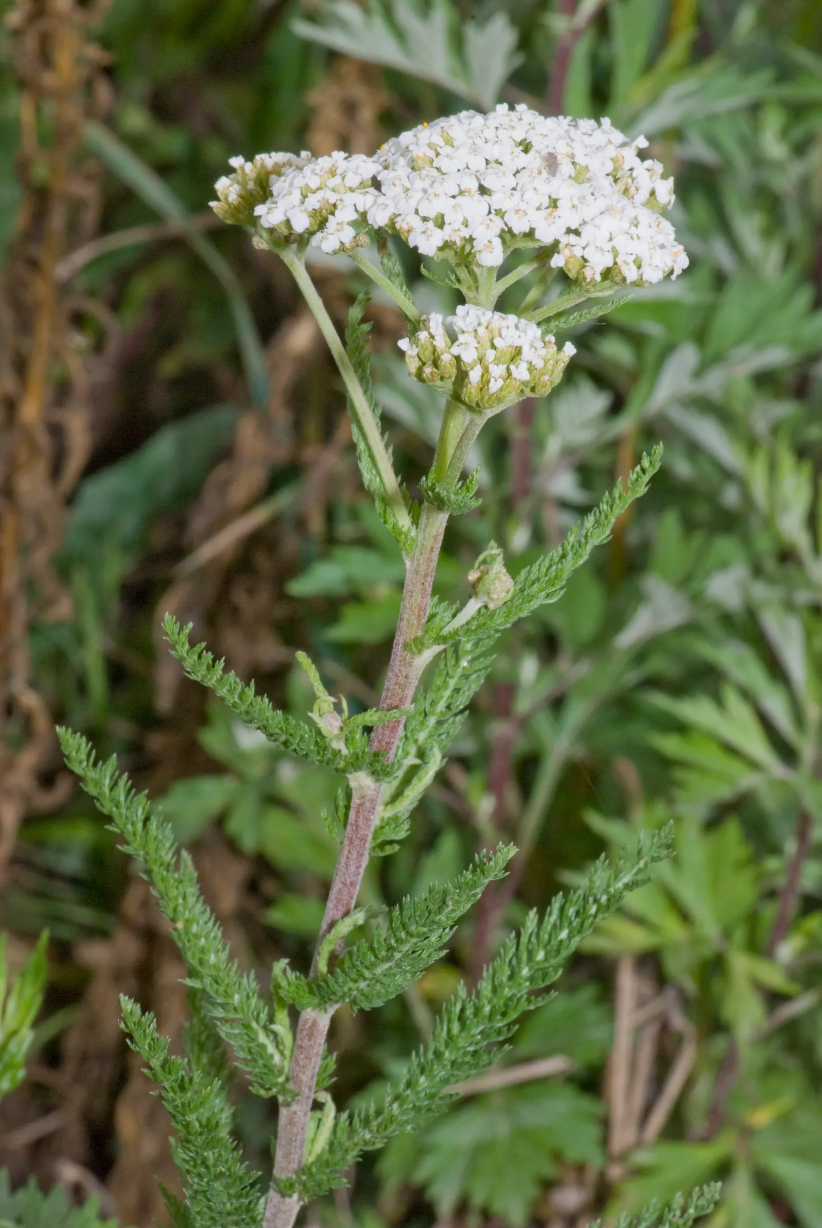 Yarrow (Achillea X Taygetea) — These blooms can vary in hue from white to pink