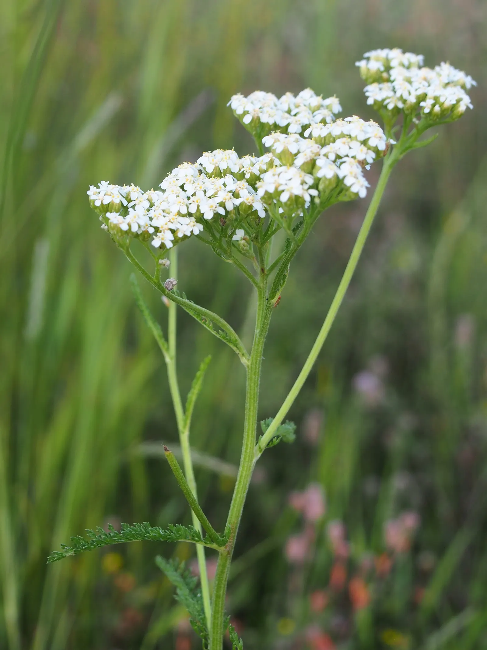 Yarrow (Achillea X Taygetea) — Yarrow (Achillea x taygetea) is a perennial herb prized for its hardiness and resilience; thrives in full sun and well-drained