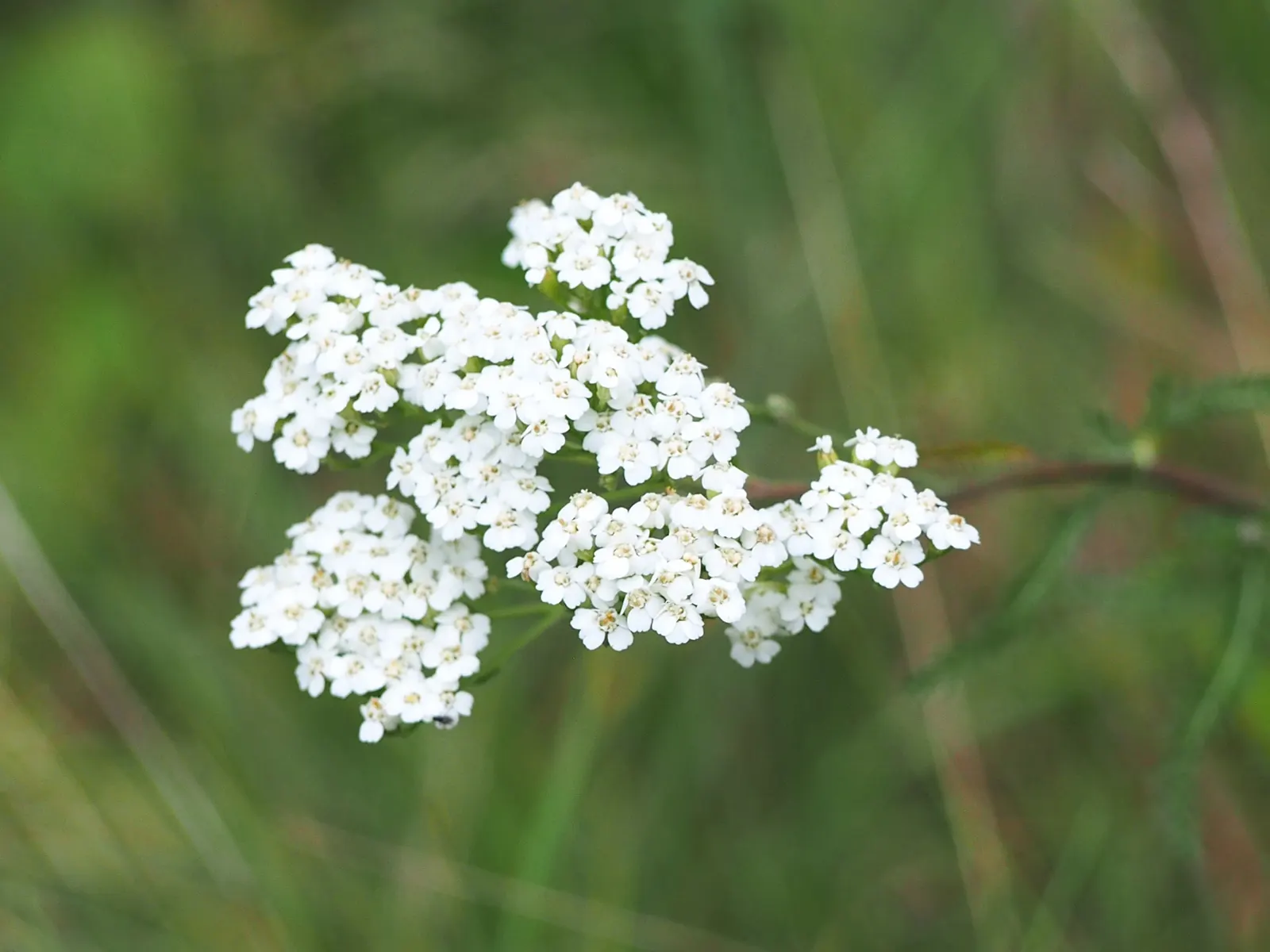 Yarrow (Achillea X Taygetea) — which enables it to produce the richest bloom colors; thrives in full sun and well-drained soil; drought-tolerant, image 97
