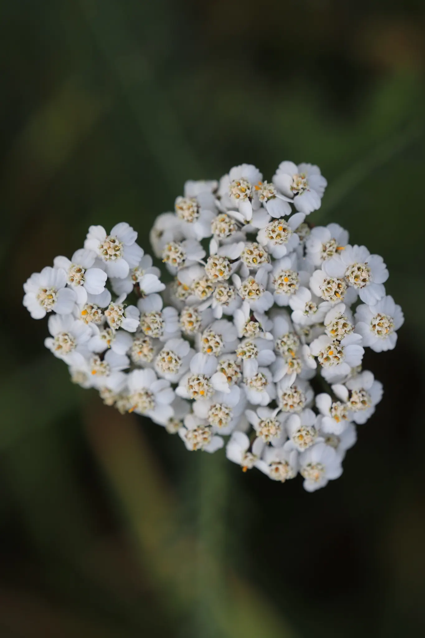 Yarrow (Achillea X Taygetea) — Easy to propagate by division in spring or fall