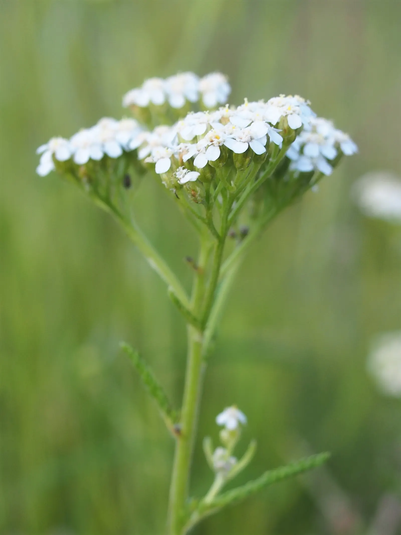 Yarrow (Achillea X Taygetea) — Achillea x taygetea can be incorporated into a variety of design themes; which heightens the ecological value of a garden