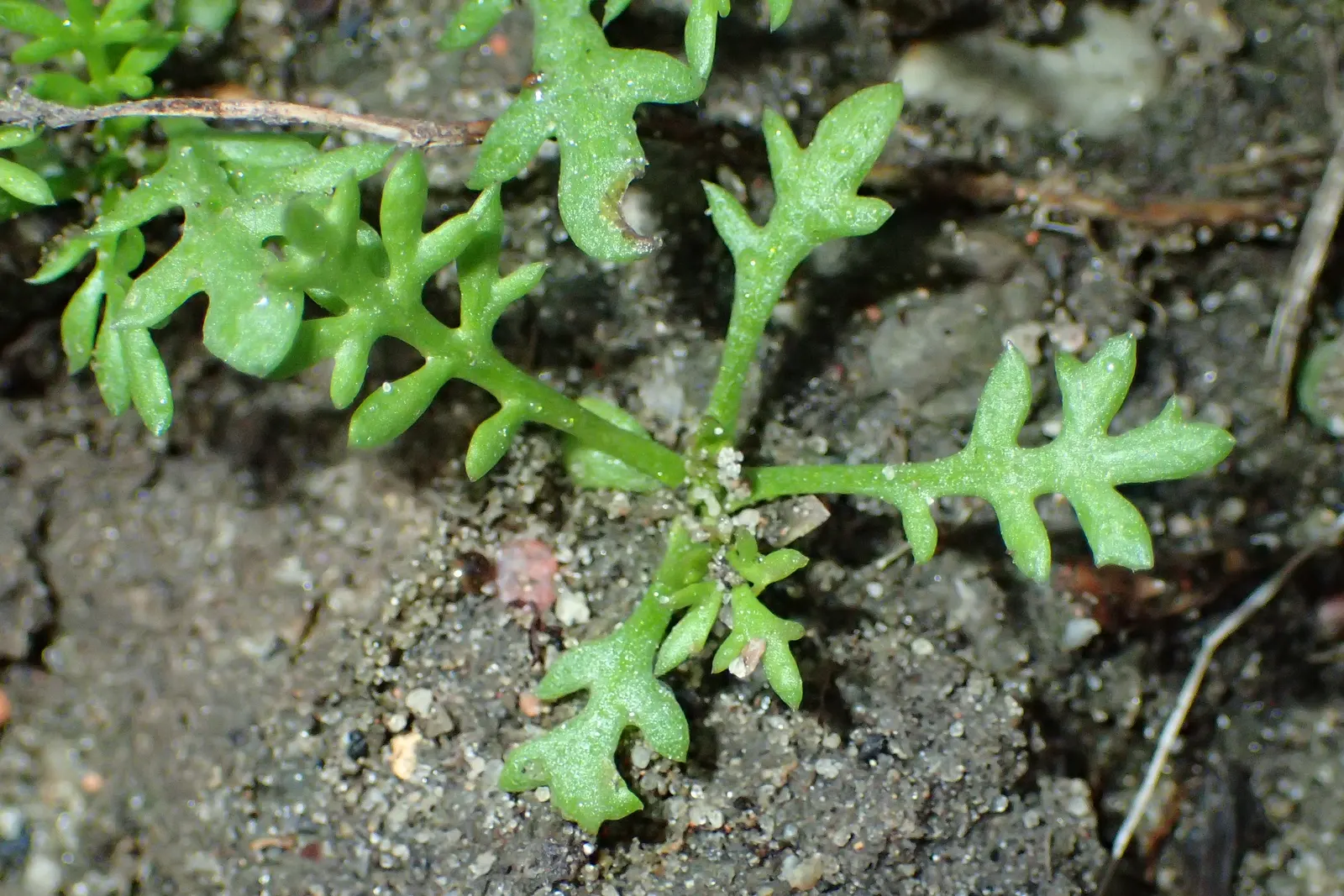 Yarrow (Achillea X Taygetea) — making it an excellent choice for water-conscious gardens