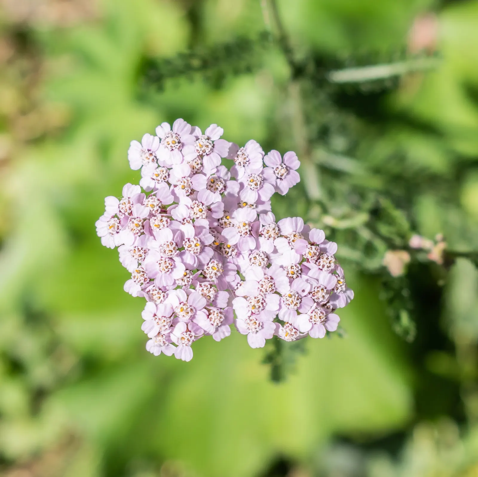 Yarrow (Achillea X Taygetea) — Ideal for borders, rock gardens, and as a ground cover; thrives in full sun and well-drained soil; drought-tolerant, image 61