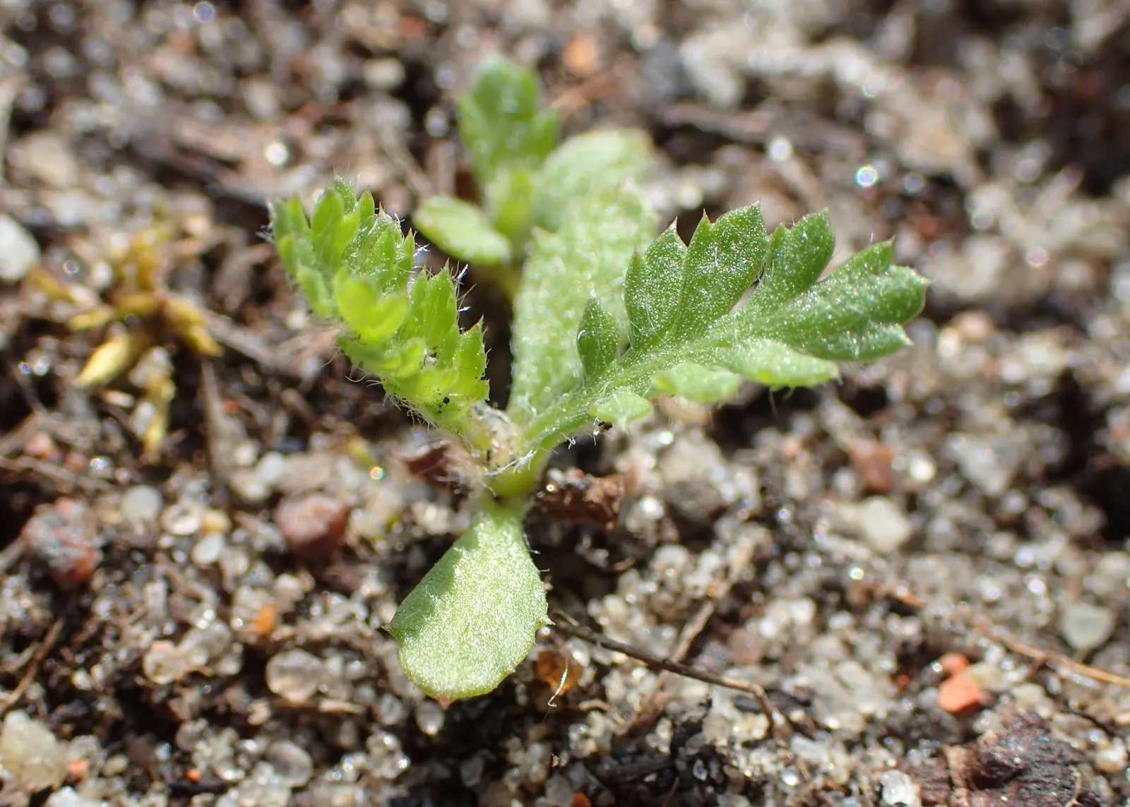 Yarrow (Achillea X Taygetea) — textured look with its finely dissected leaves and flat-topped clusters of flowers