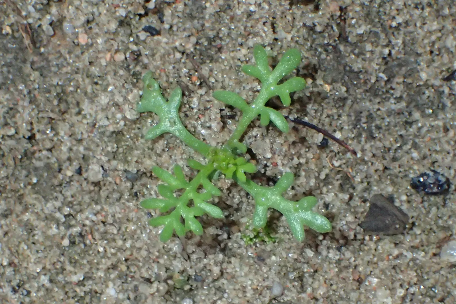 Yarrow (Achillea X Taygetea) — they leave behind interesting seed heads that provide winter interest; thrives in full sun and well-drained soil