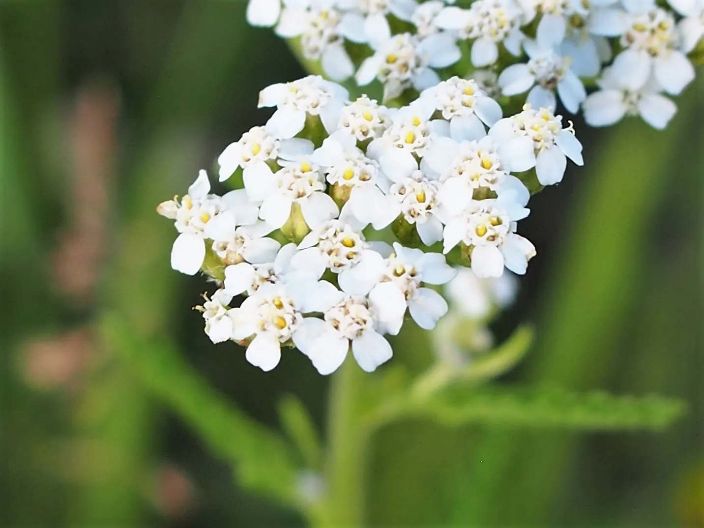 Yarrow (Achillea X Taygetea) — Its sturdy stems resist wind; which heightens the ecological value of a garden