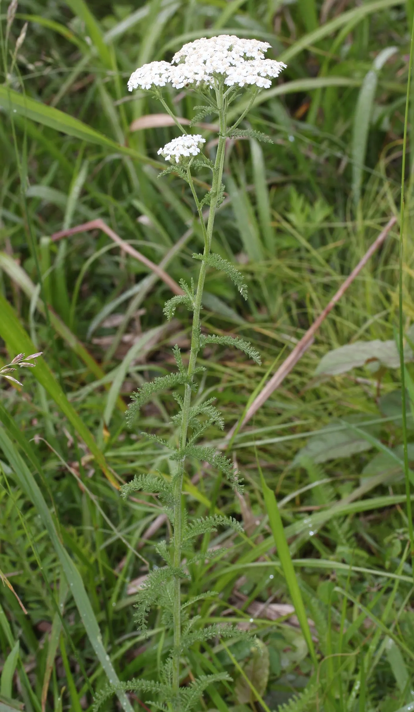 Yarrow (Achillea X Taygetea) — This hardy herbaceous plant typically reaches a height of 2 to 3 feet and spreads about 2 to 3 feet wide; thrives in, image 65