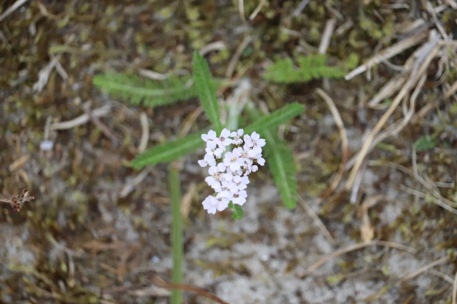 Yarrow (Achillea X Taygetea) — It is not fussy about soil conditions