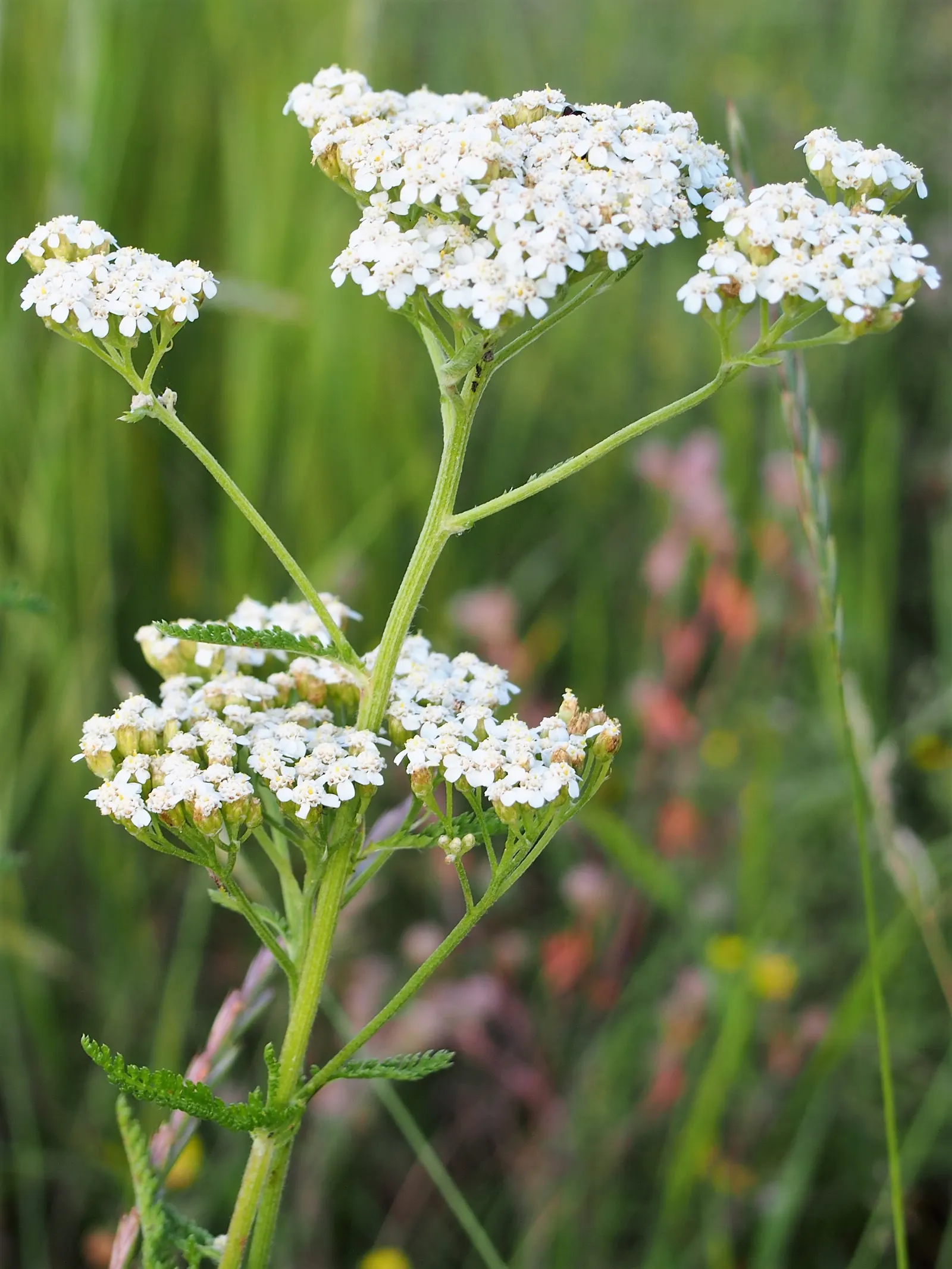 Yarrow (Achillea X Taygetea) — from cottage gardens to more formal borders; and it works exceptionally well in wildflower meadows or as a filler in mixed beds