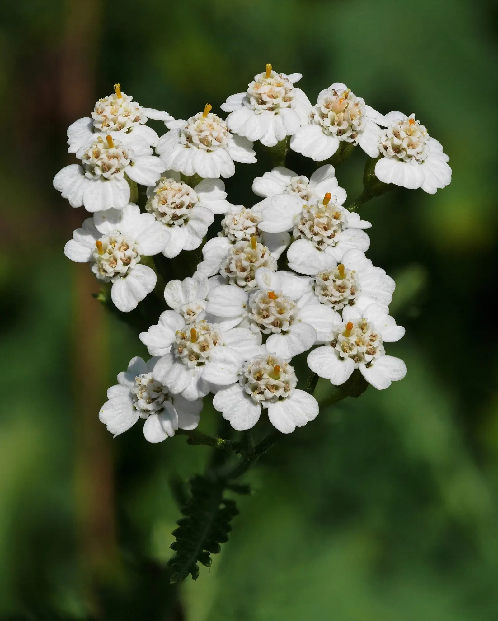 Yarrow (Achillea X Taygetea) — and it can tolerate drought; and it works exceptionally well in wildflower meadows or as a filler in mixed beds