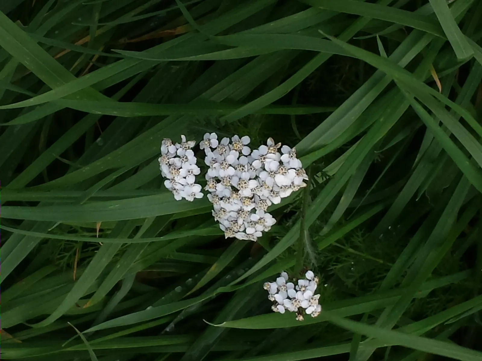 Yarrow (Achillea X Taygetea) — yellow flowers in the garden; these blooms can vary in hue from white to pink