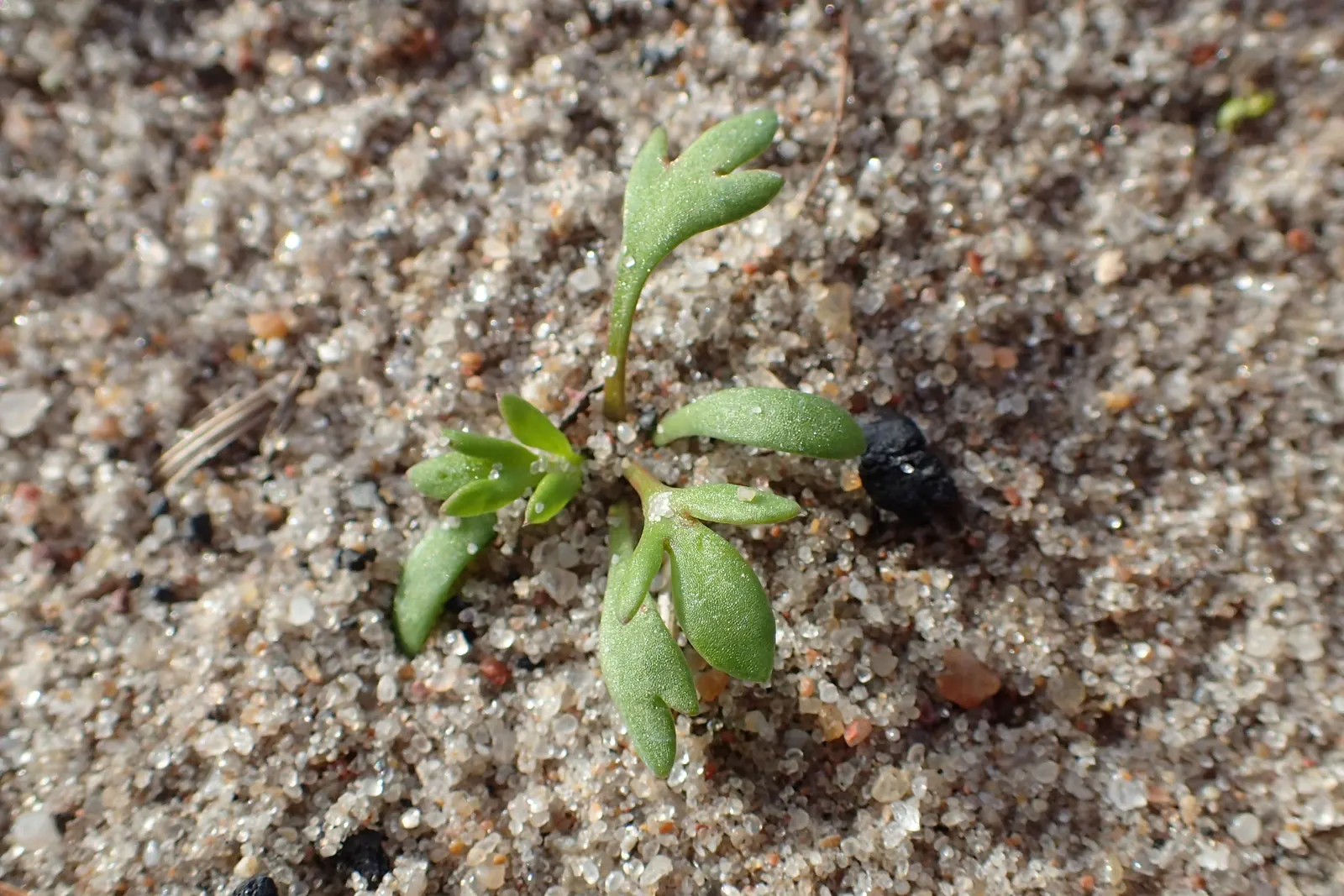 Yarrow (Achillea X Taygetea) — This hardy herbaceous plant typically reaches a height of 2 to 3 feet and spreads about 2 to 3 feet wide
