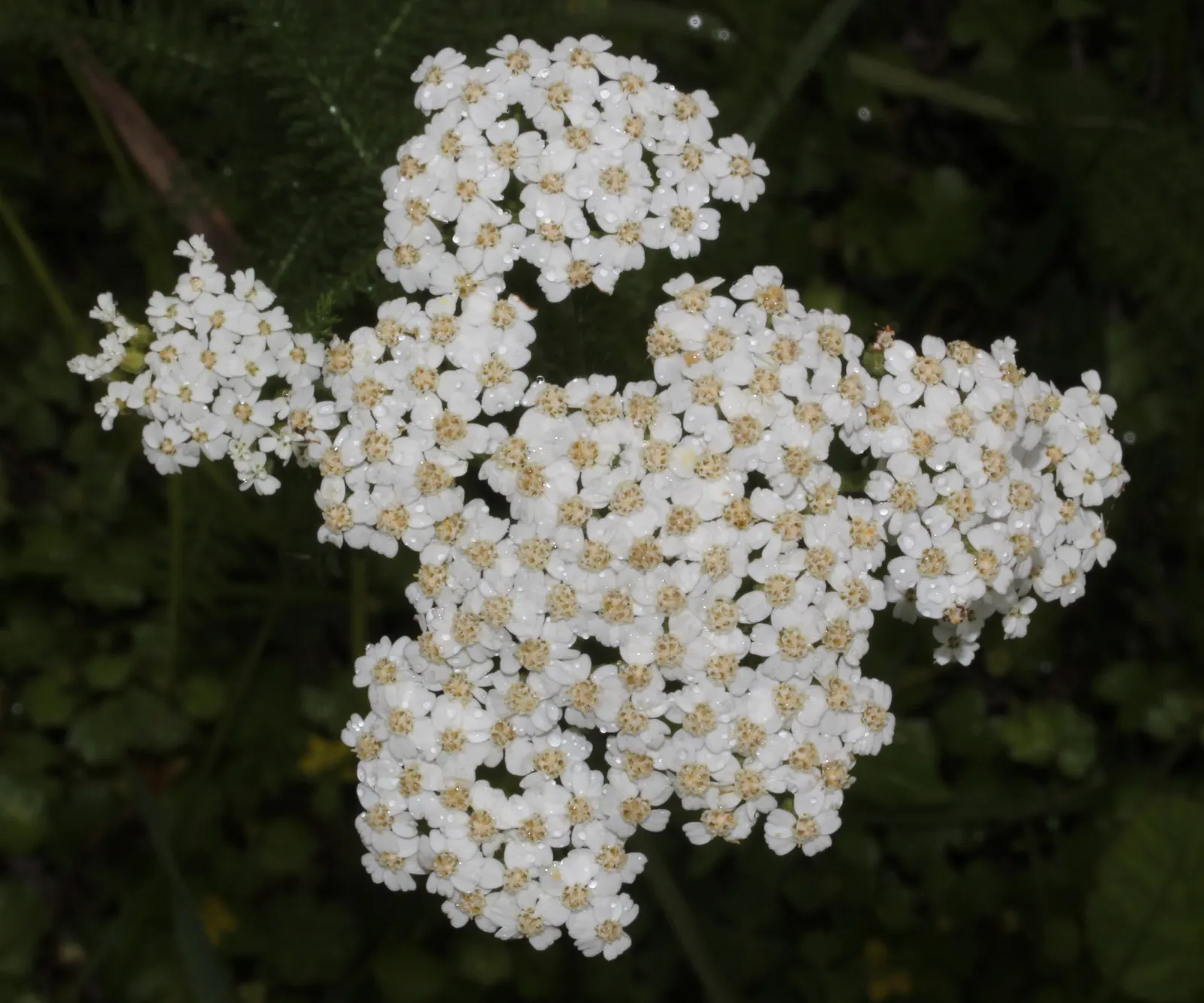 Yarrow (Achillea X Taygetea) — they leave behind interesting seed heads that provide winter interest