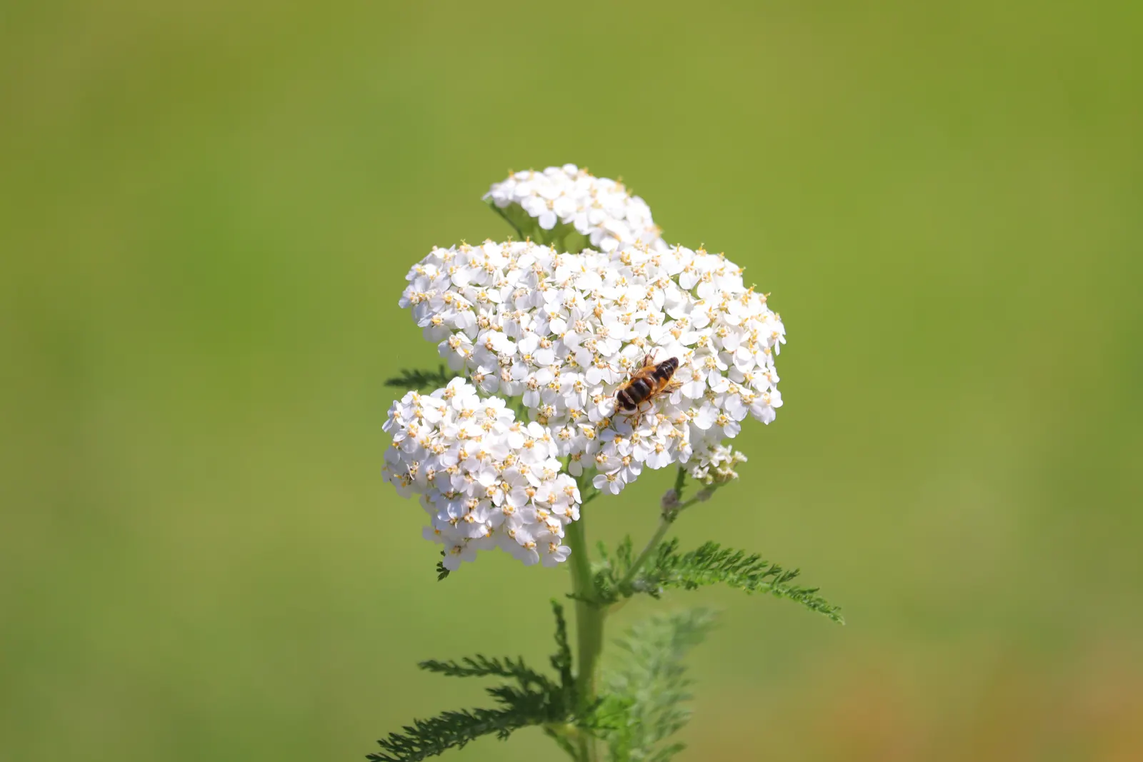 Yarrow (Achillea X Taygetea) — Thrives in full sun and well-drained soil; drought-tolerant once established; and it works exceptionally well in, image 60
