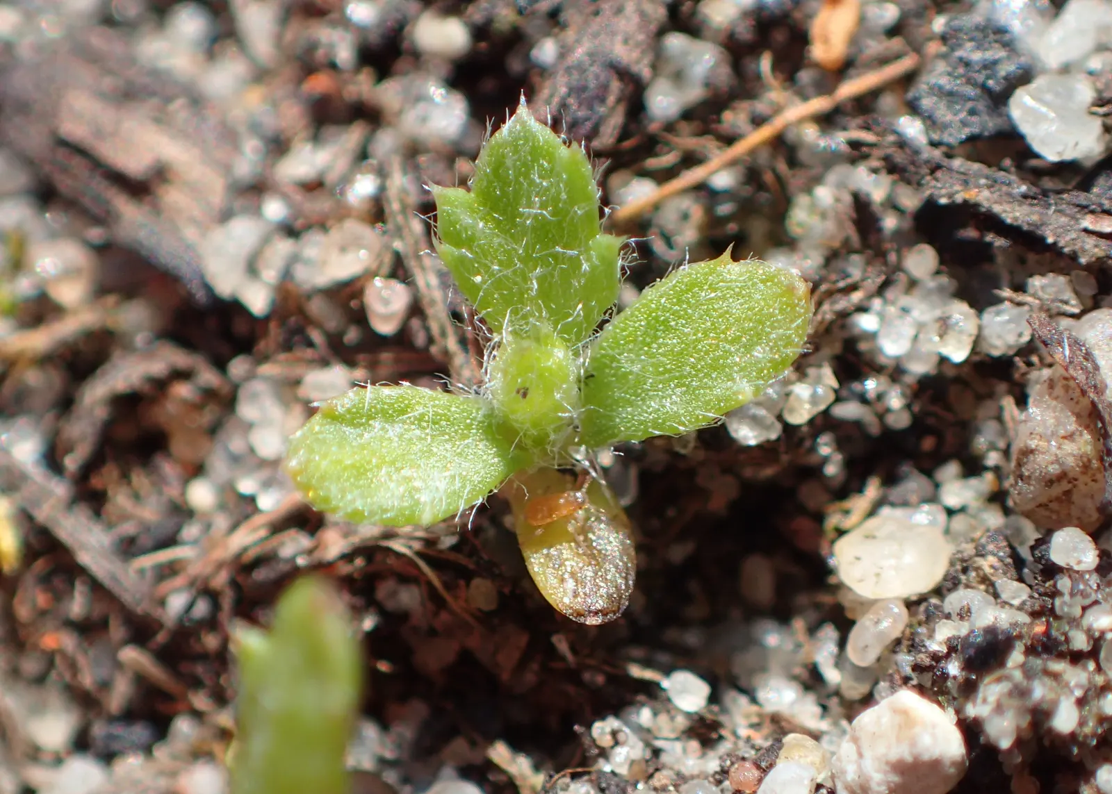 Yarrow (Achillea X Taygetea) — Yarrow (Achillea x taygetea) is a perennial herb prized for its hardiness and resilience; thrives in full sun and, image 57
