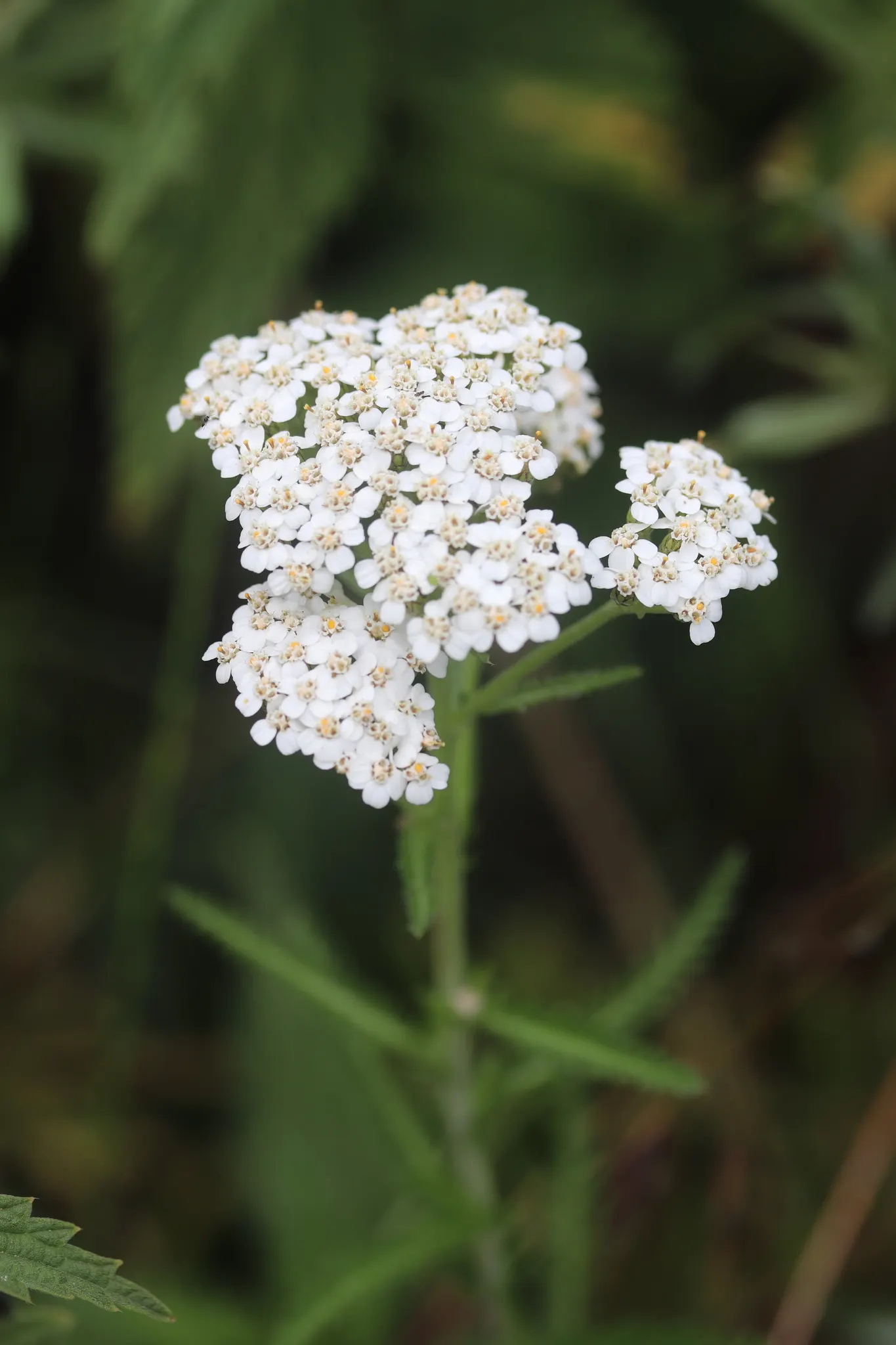 Yarrow (Achillea X Taygetea) — Easy to propagate by division in spring or fall; these blooms can vary in hue from white to pink