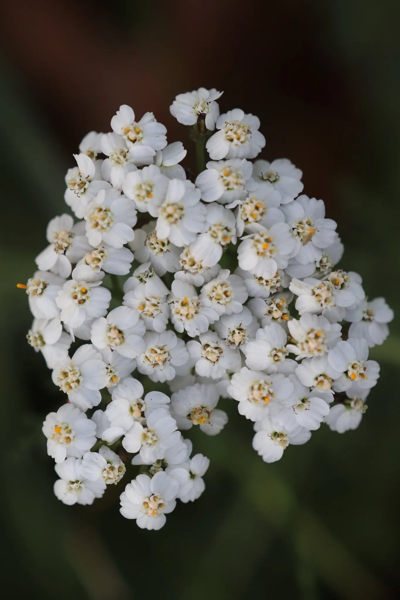 Yarrow (Achillea X Taygetea) — perennial with yellow blooms
