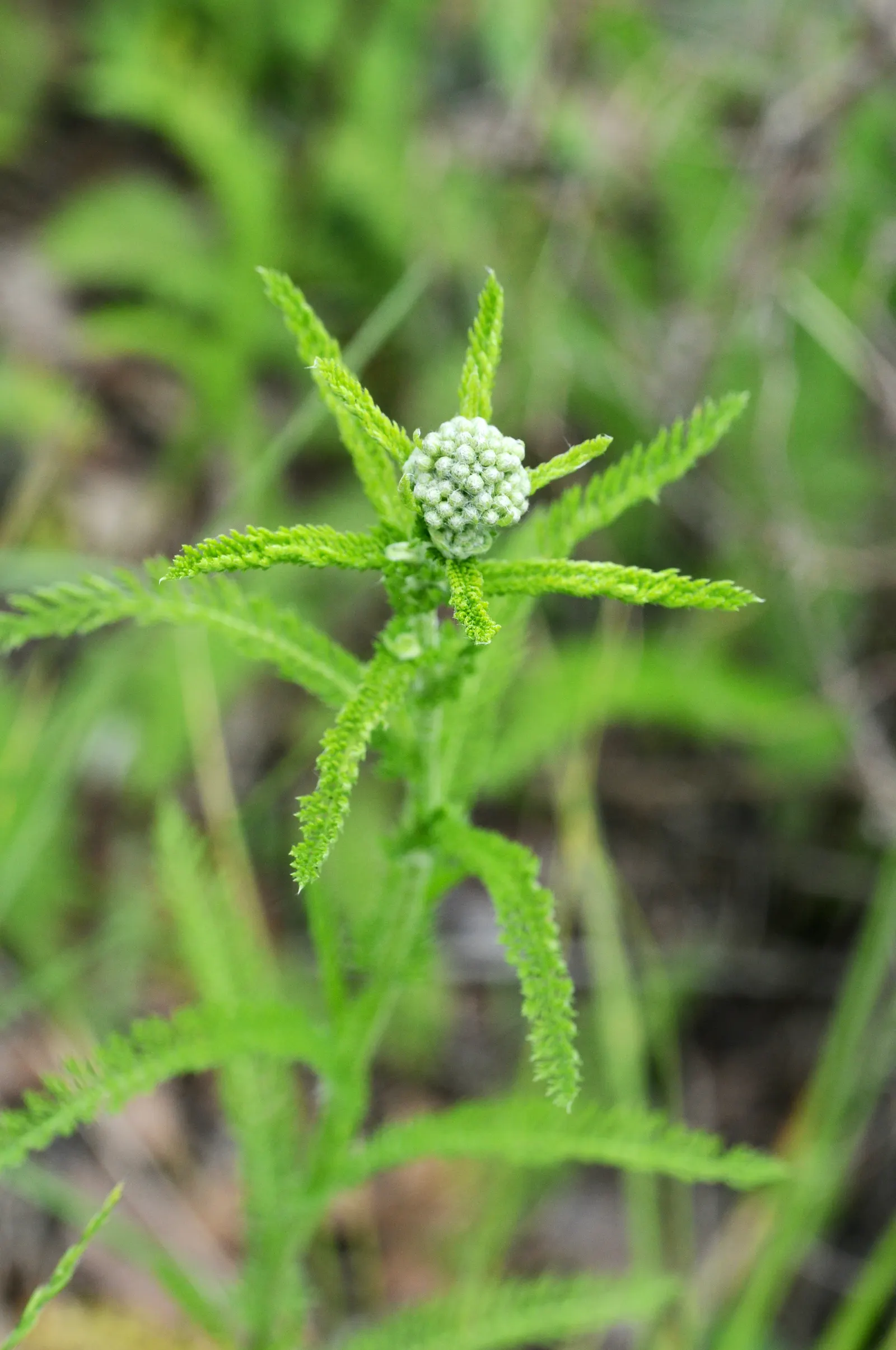 Yarrow (Achillea X Taygetea) — which enables it to produce the richest bloom colors